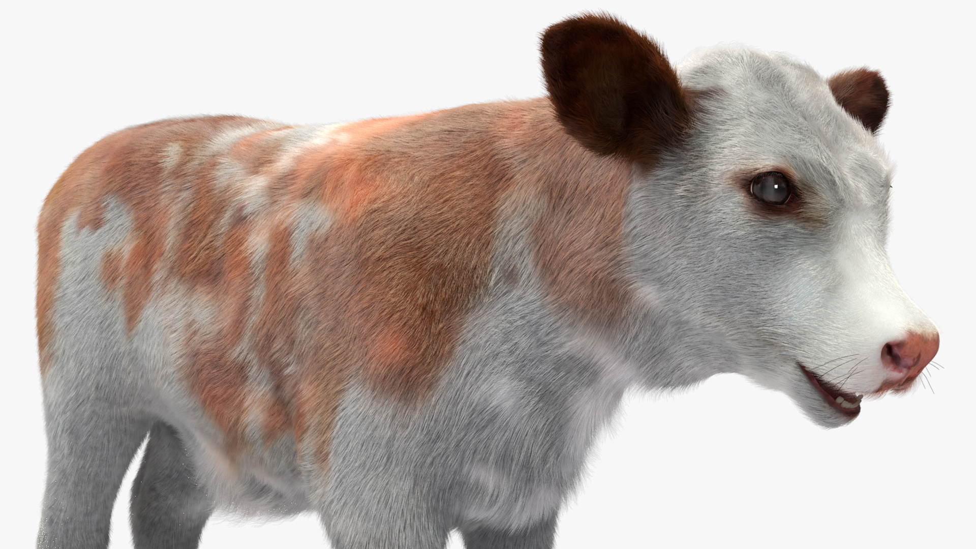 Cow Calf Fur Rigged 3D model