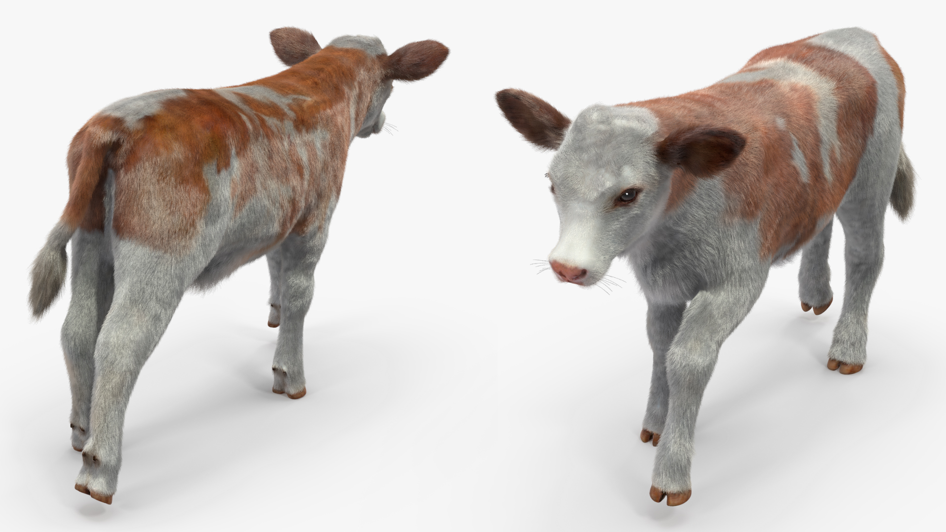 Cow Calf Fur Rigged 3D model