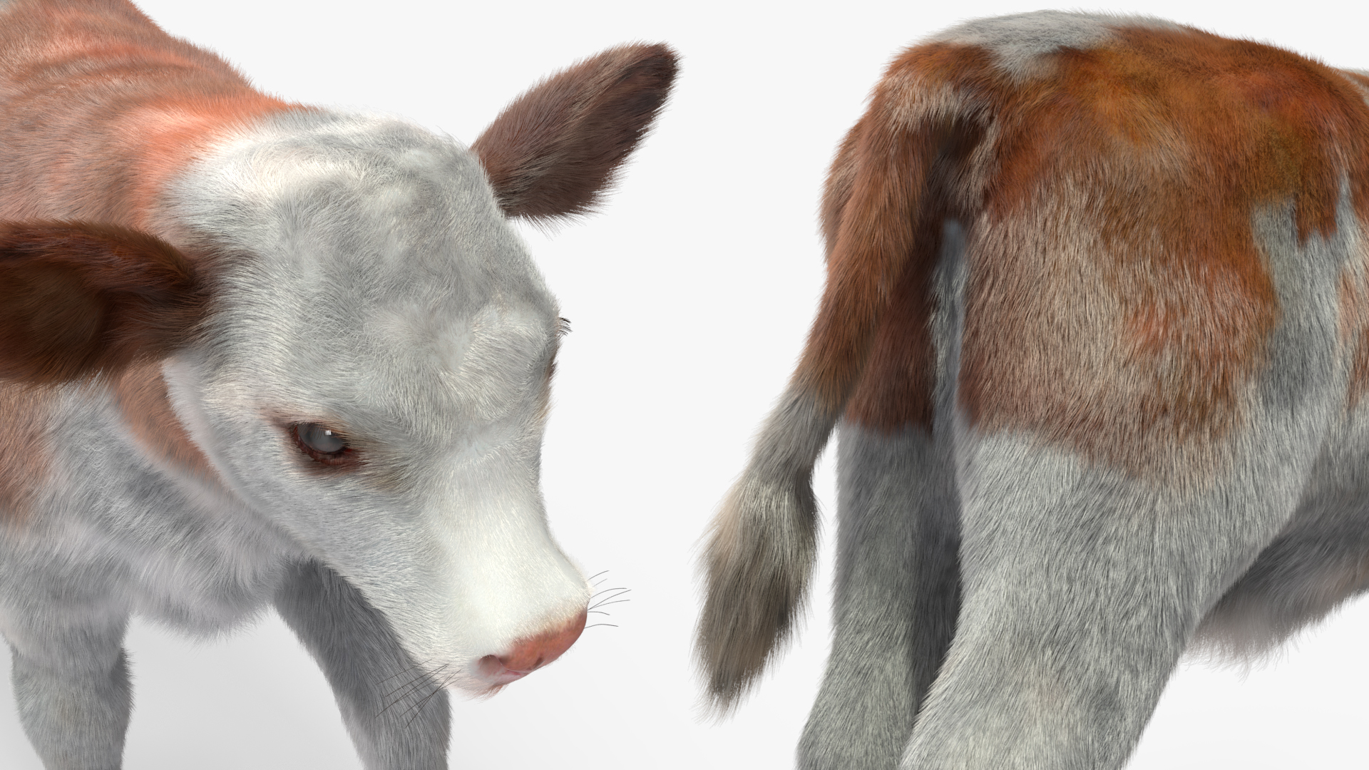 Cow Calf Fur Rigged 3D model