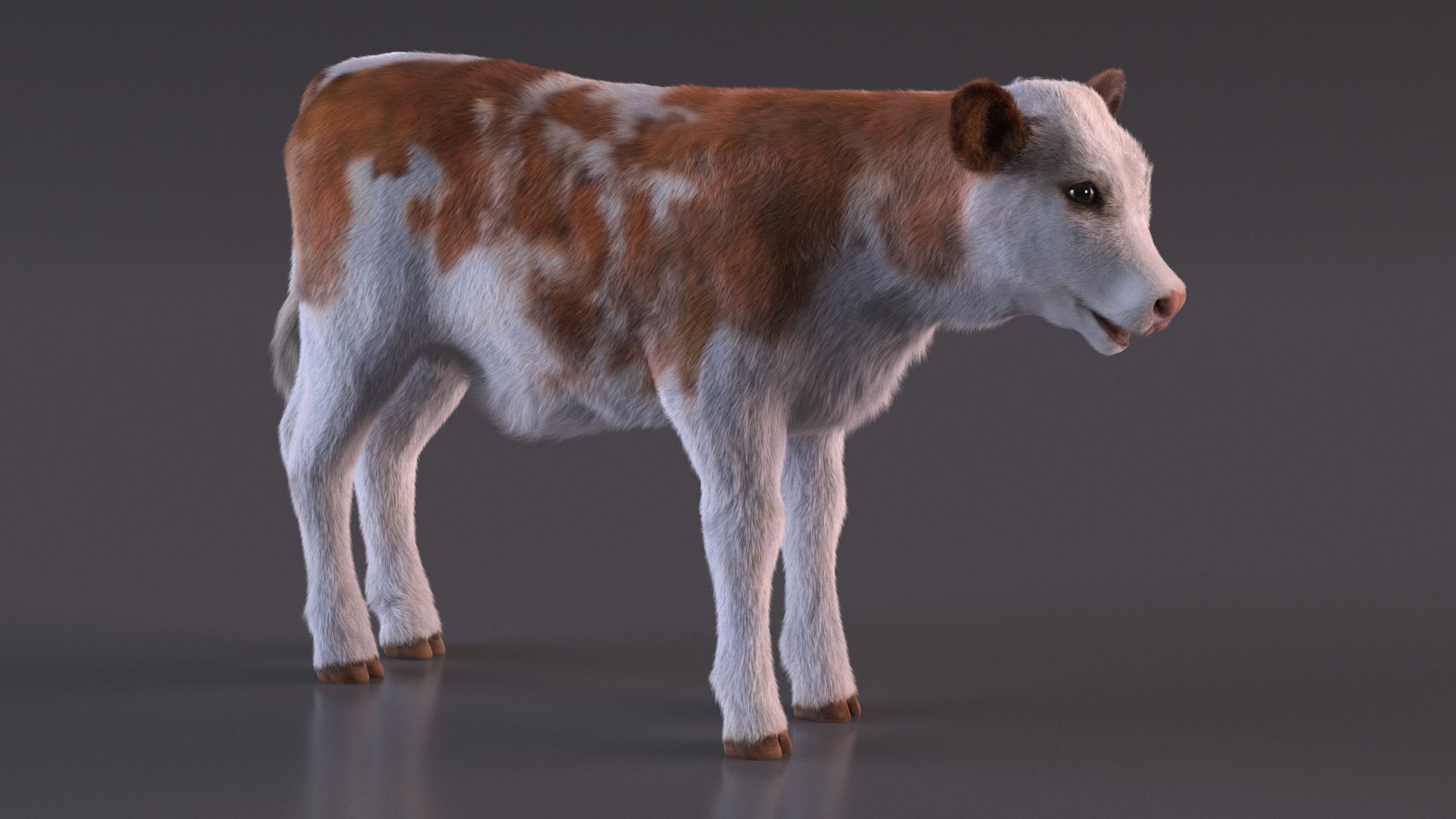 Cow Calf Fur Rigged 3D model