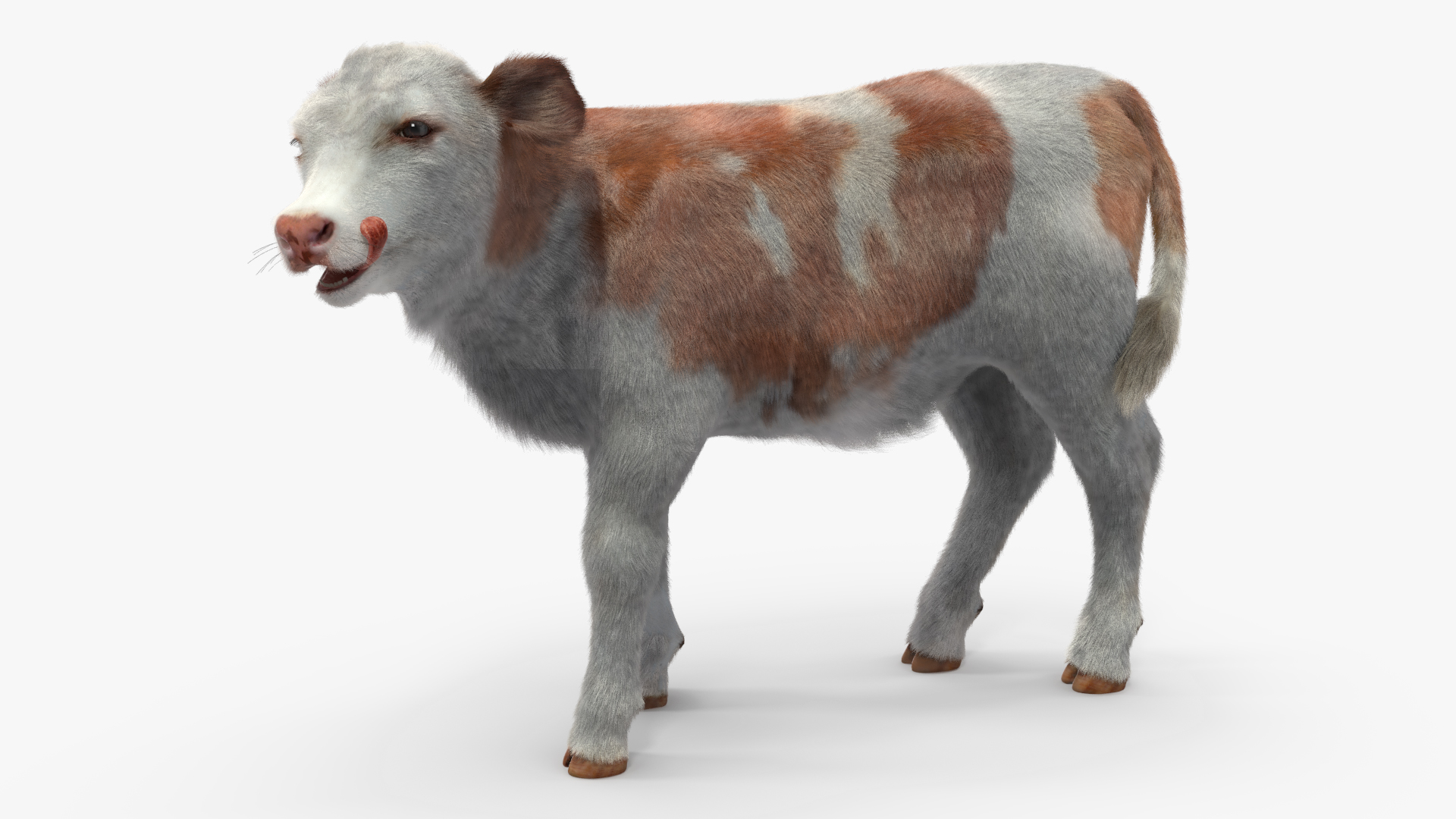 Cow Calf Fur Rigged 3D model