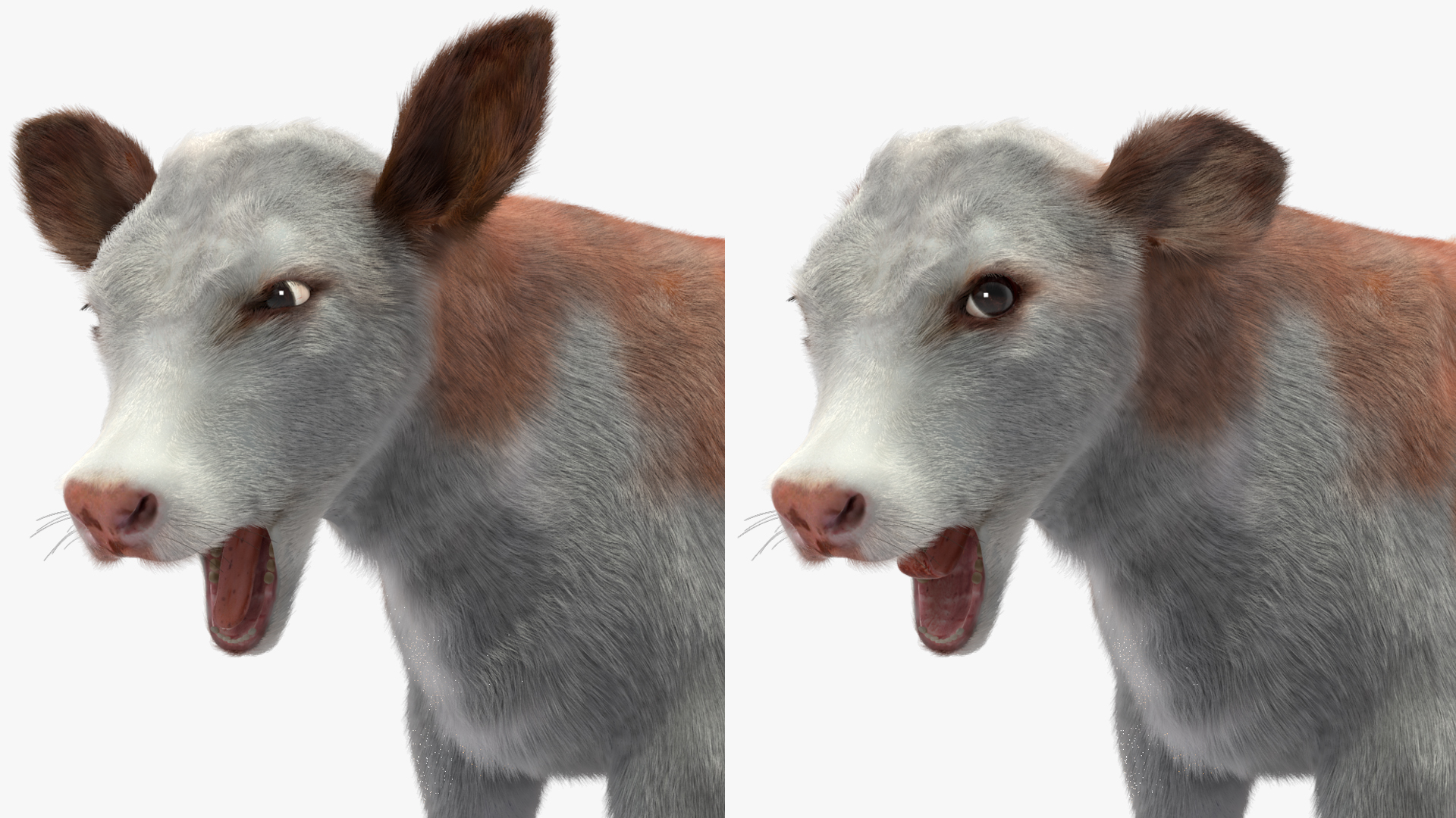 Cow Calf Fur Rigged 3D model