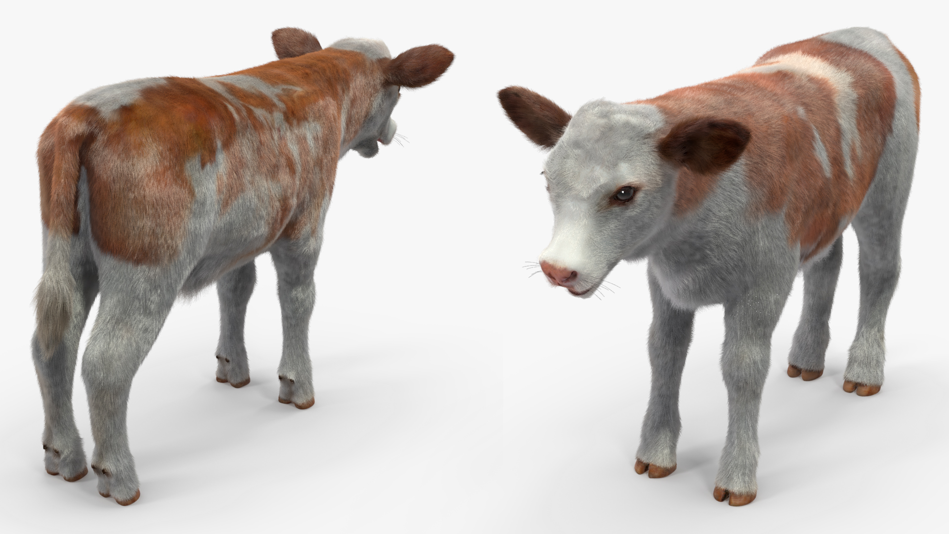 Cow Calf Fur Rigged 3D model