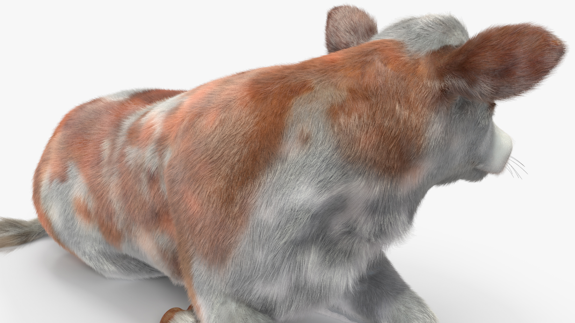 Cow Calf Fur Rigged 3D model