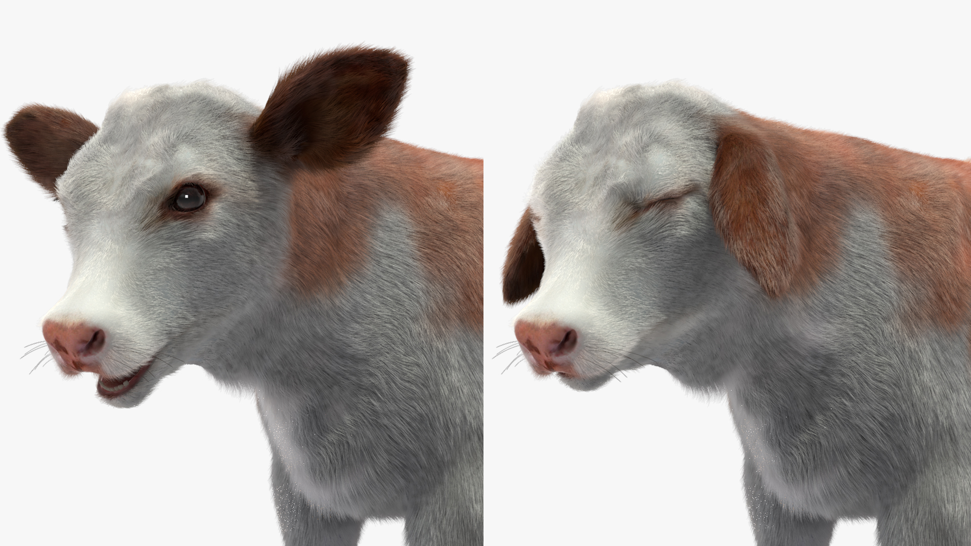 Cow Calf Fur Rigged 3D model