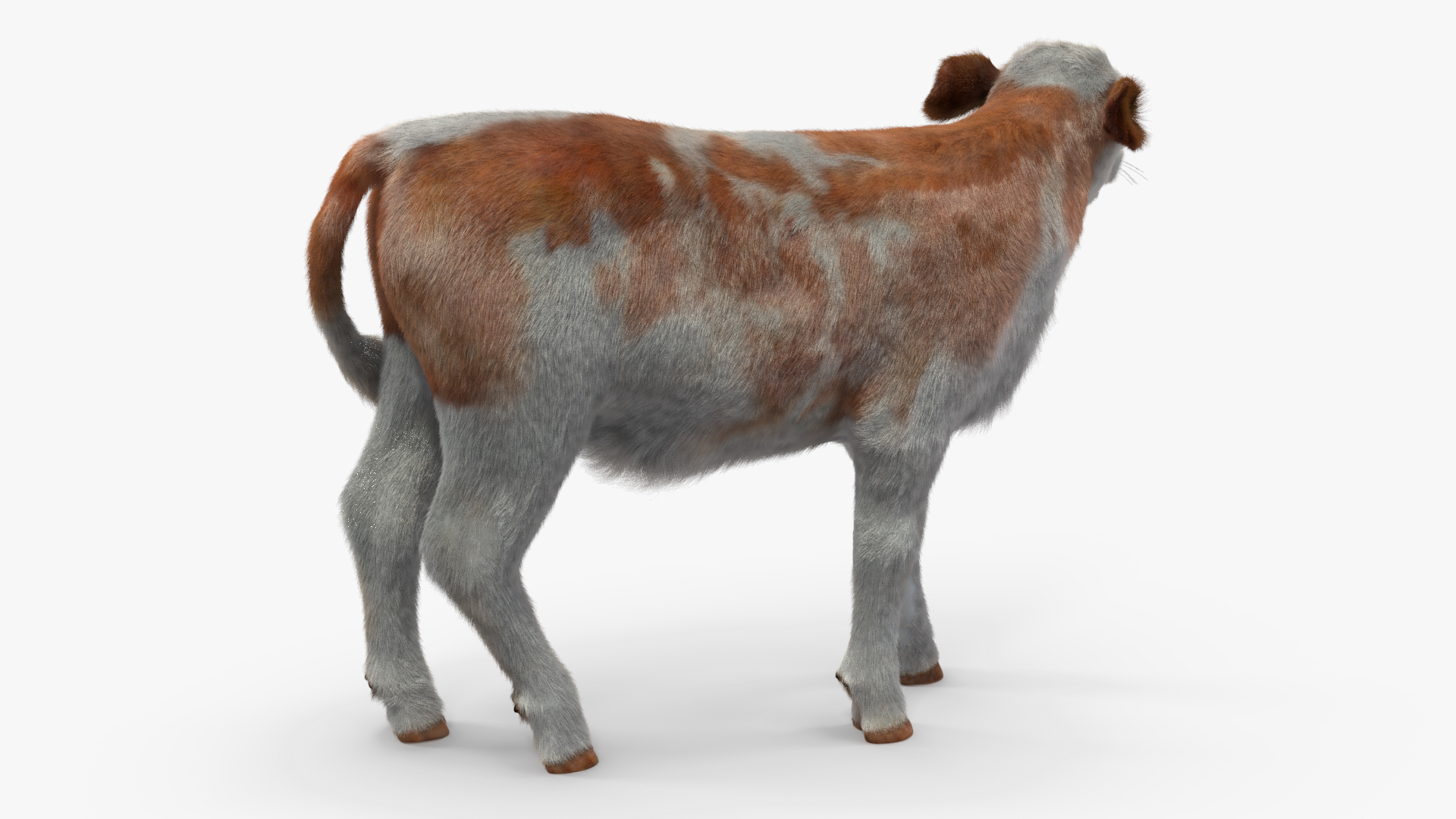 Cow Calf Fur Rigged 3D model