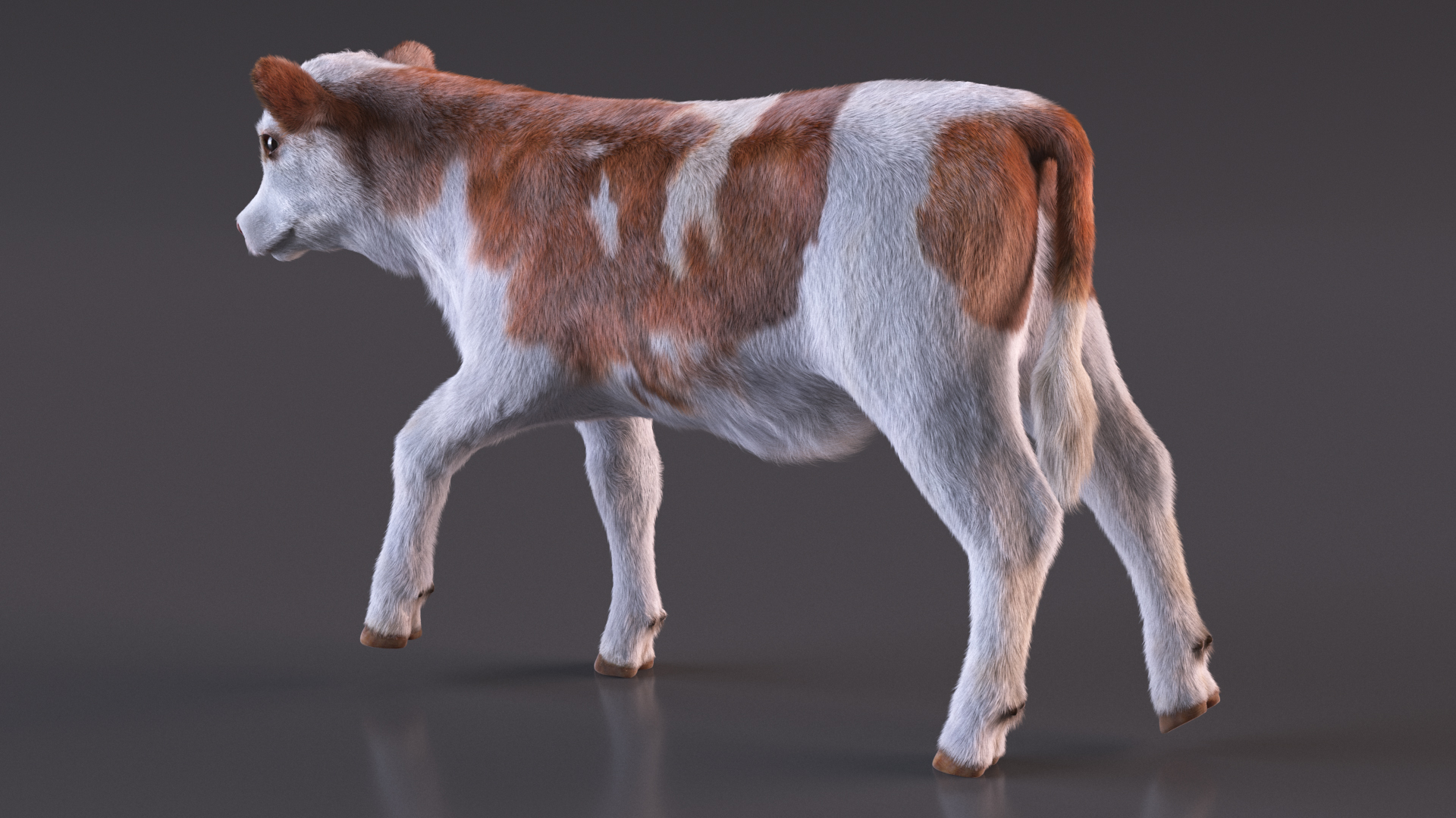 Cow Calf Fur Rigged 3D model