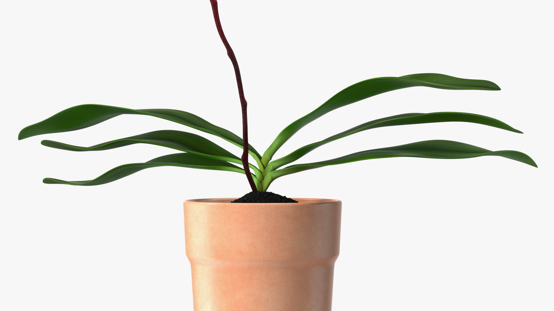 3D model Orchid with Clay Pot