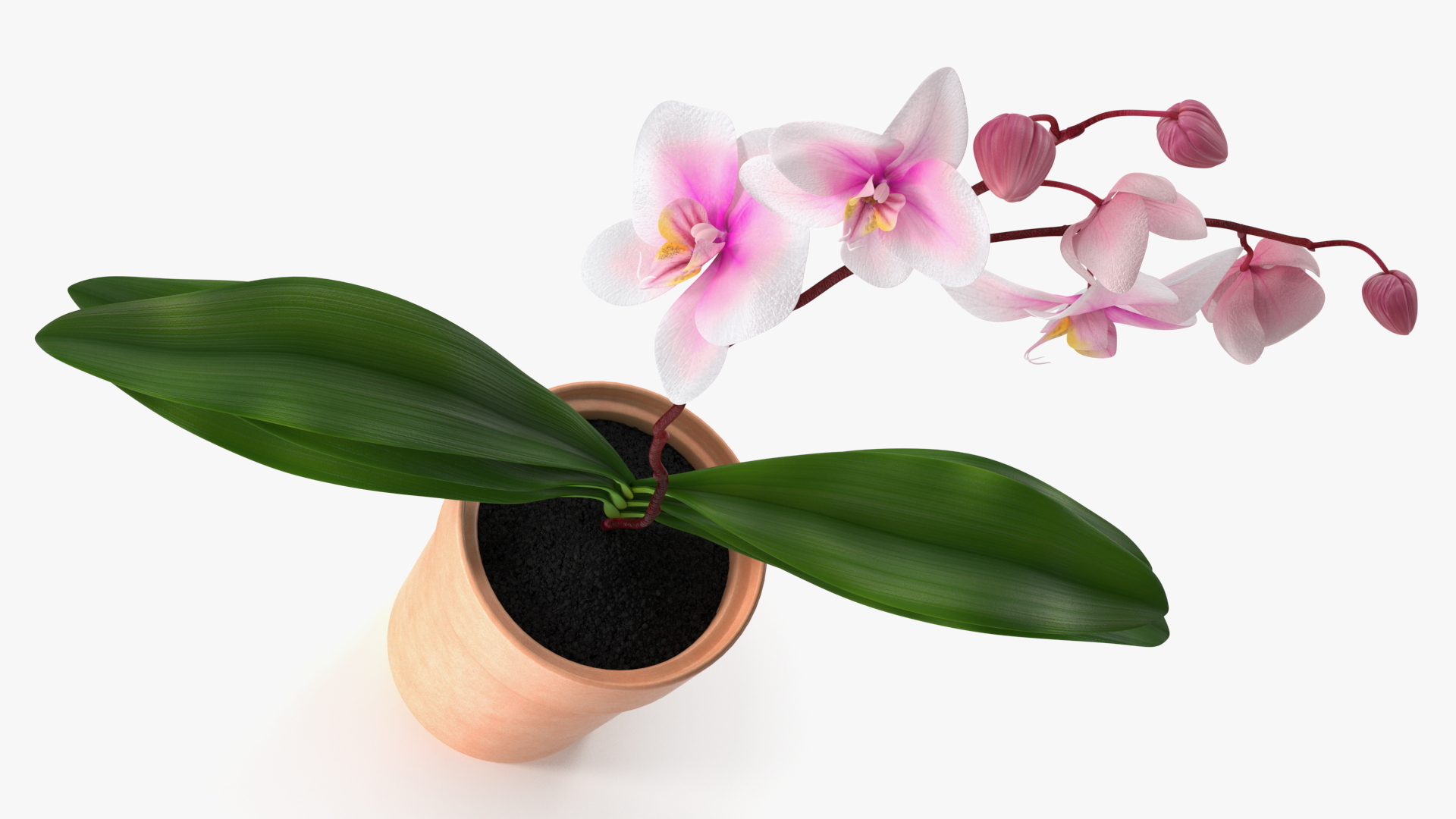 3D model Orchid with Clay Pot