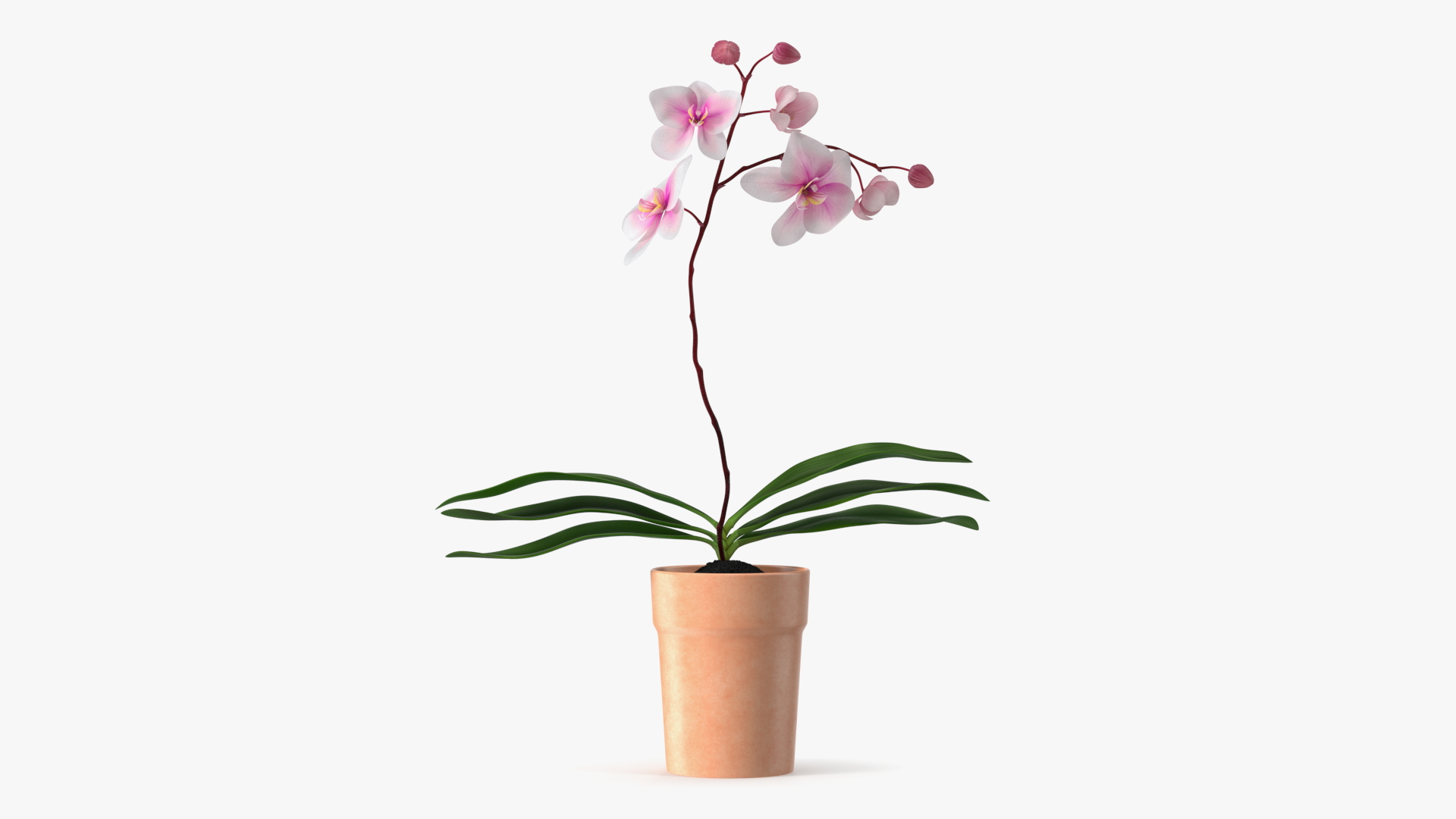 3D model Orchid with Clay Pot