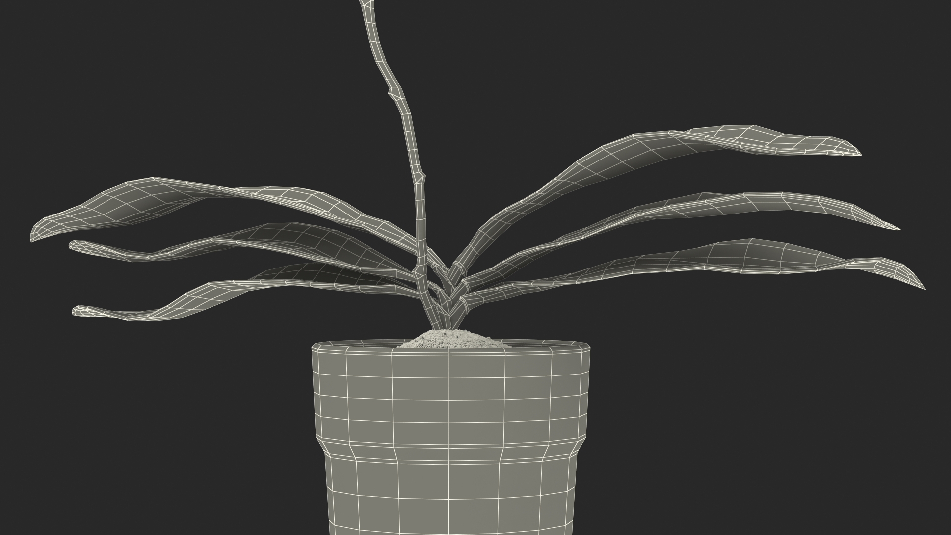 3D model Orchid with Clay Pot