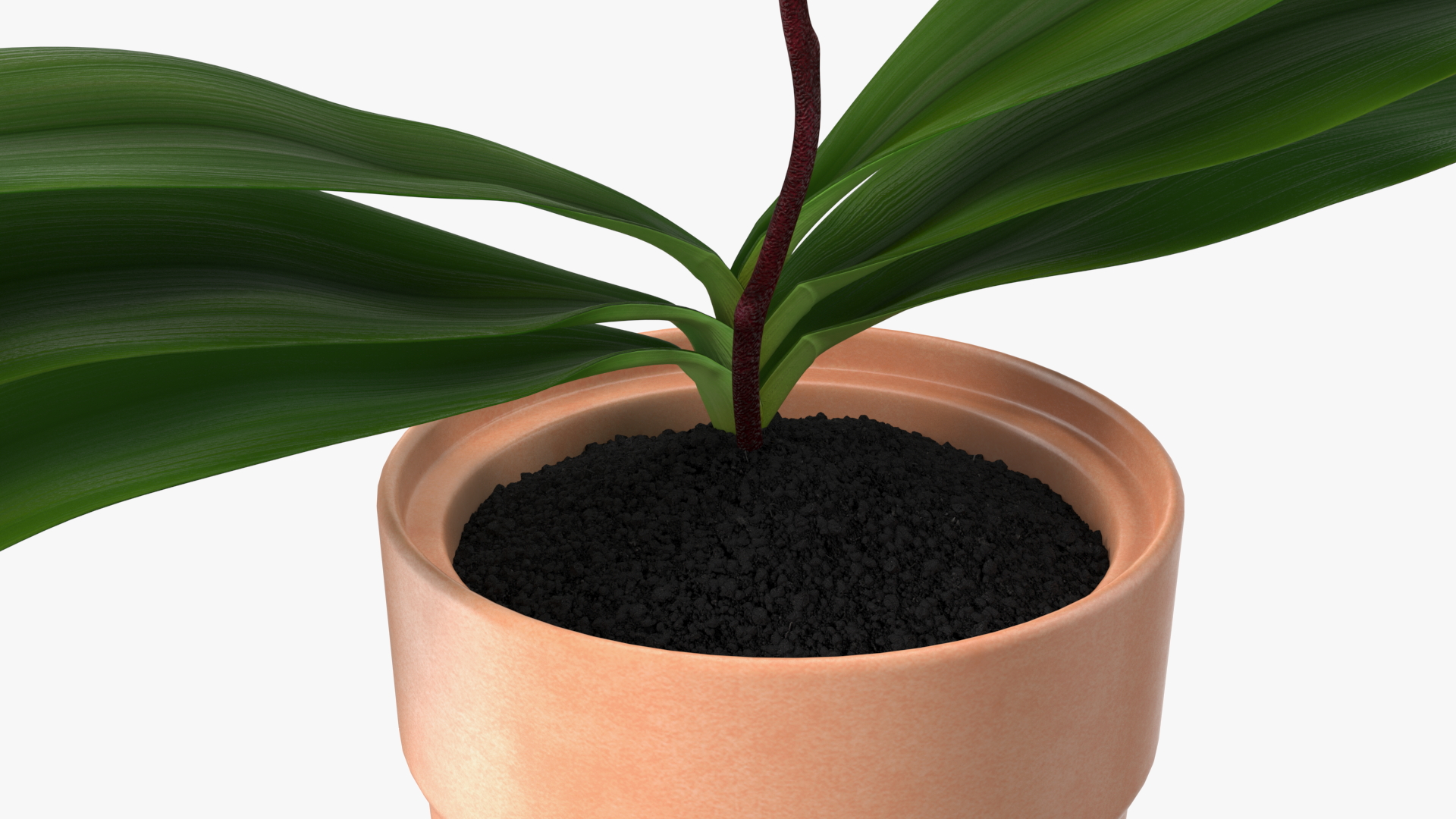 3D model Orchid with Clay Pot