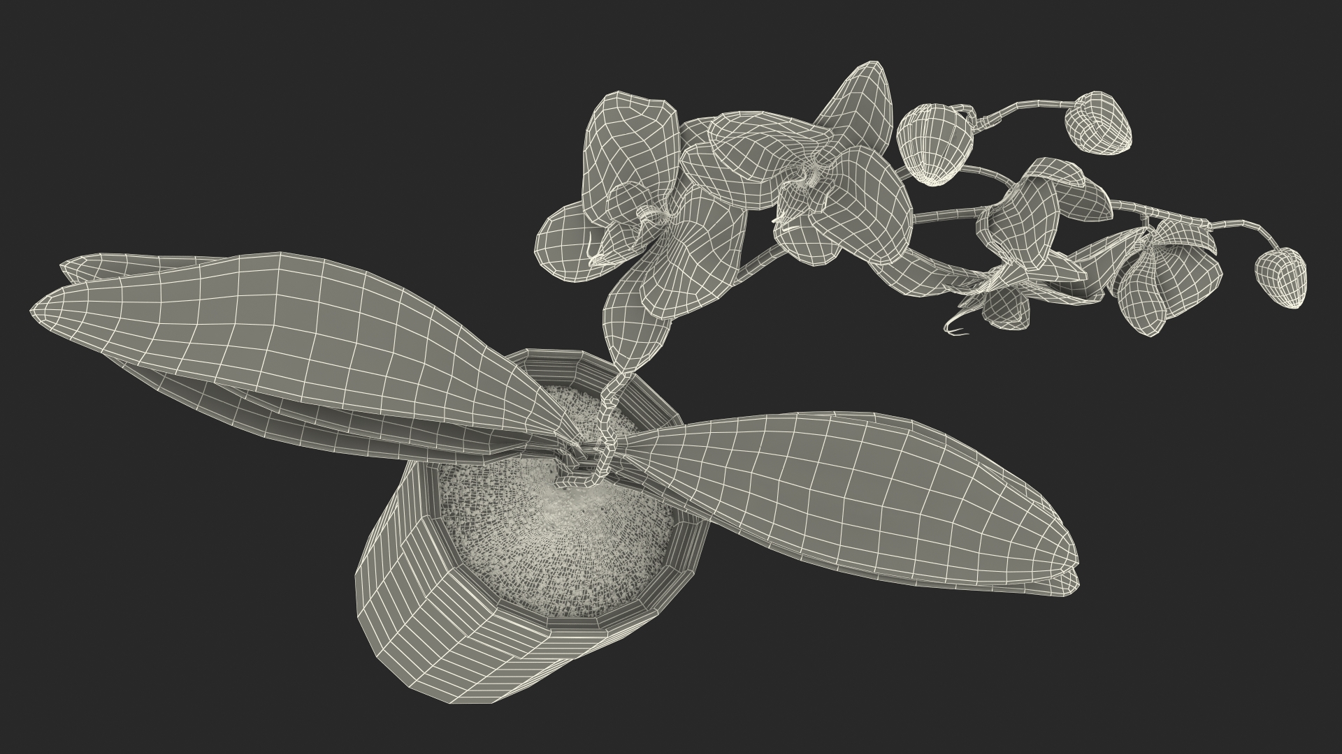 3D model Orchid with Clay Pot