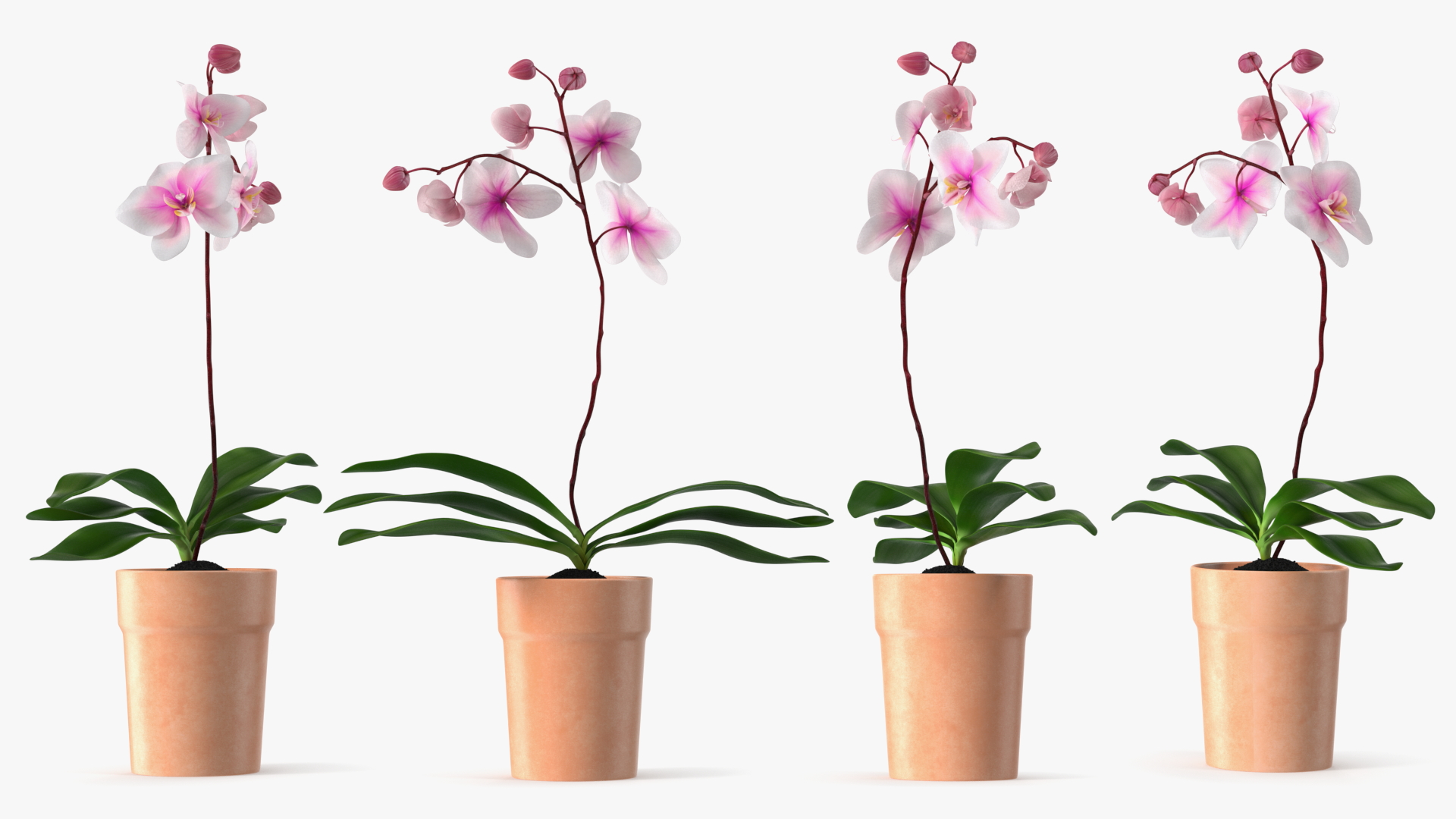 3D model Orchid with Clay Pot
