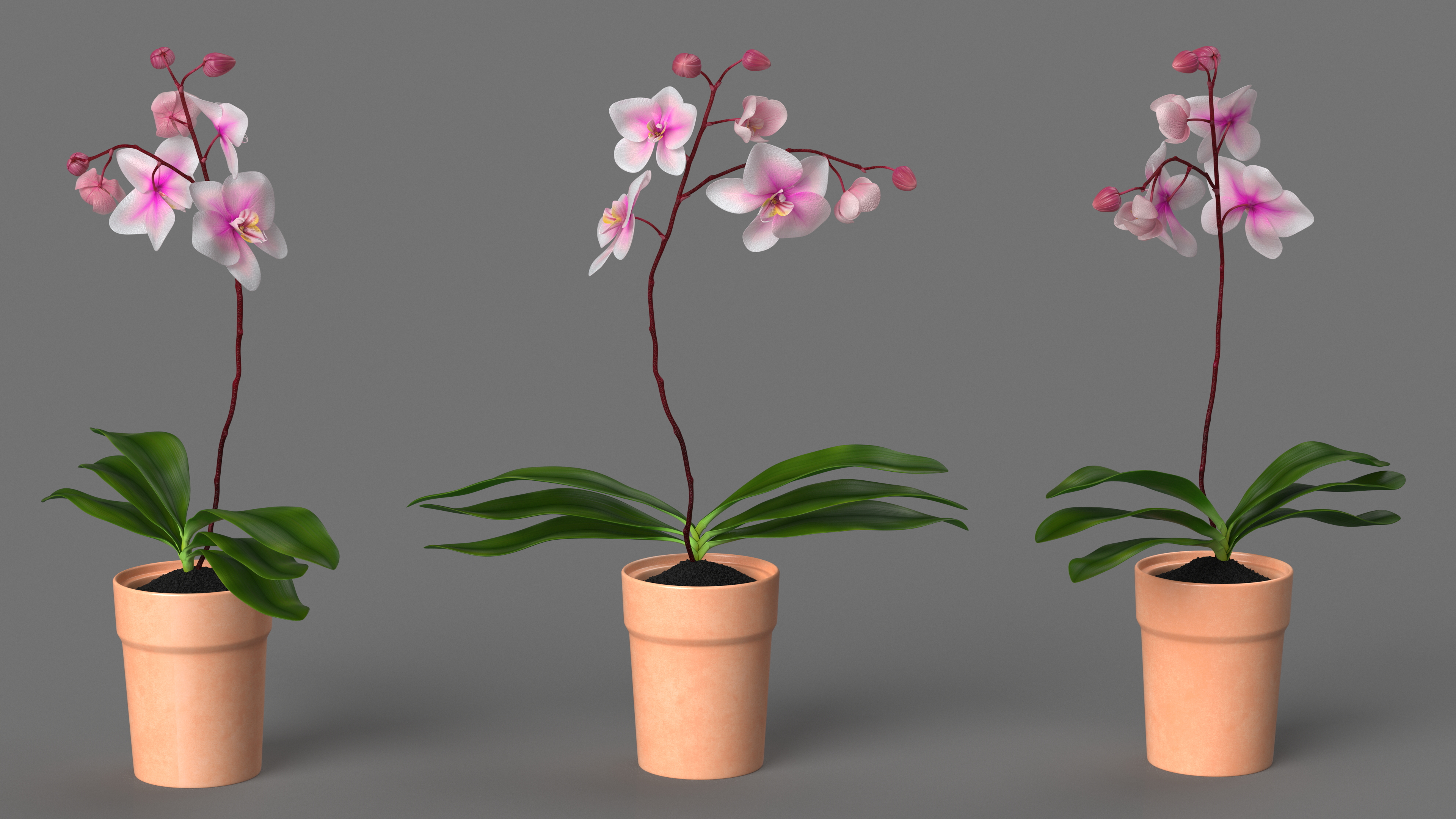 3D model Orchid with Clay Pot