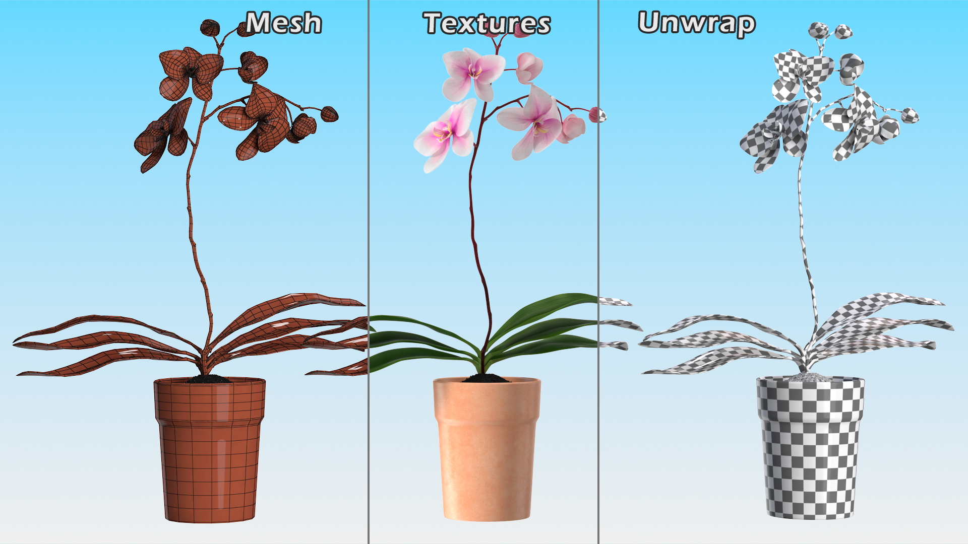 3D model Orchid with Clay Pot
