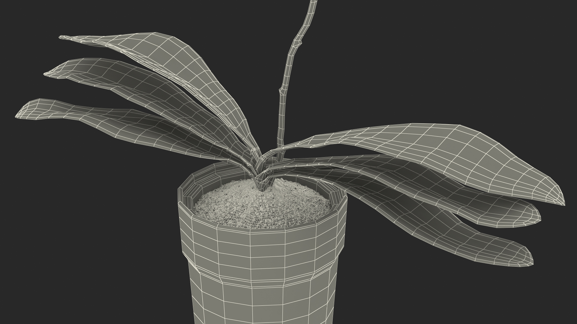 3D model Orchid with Clay Pot