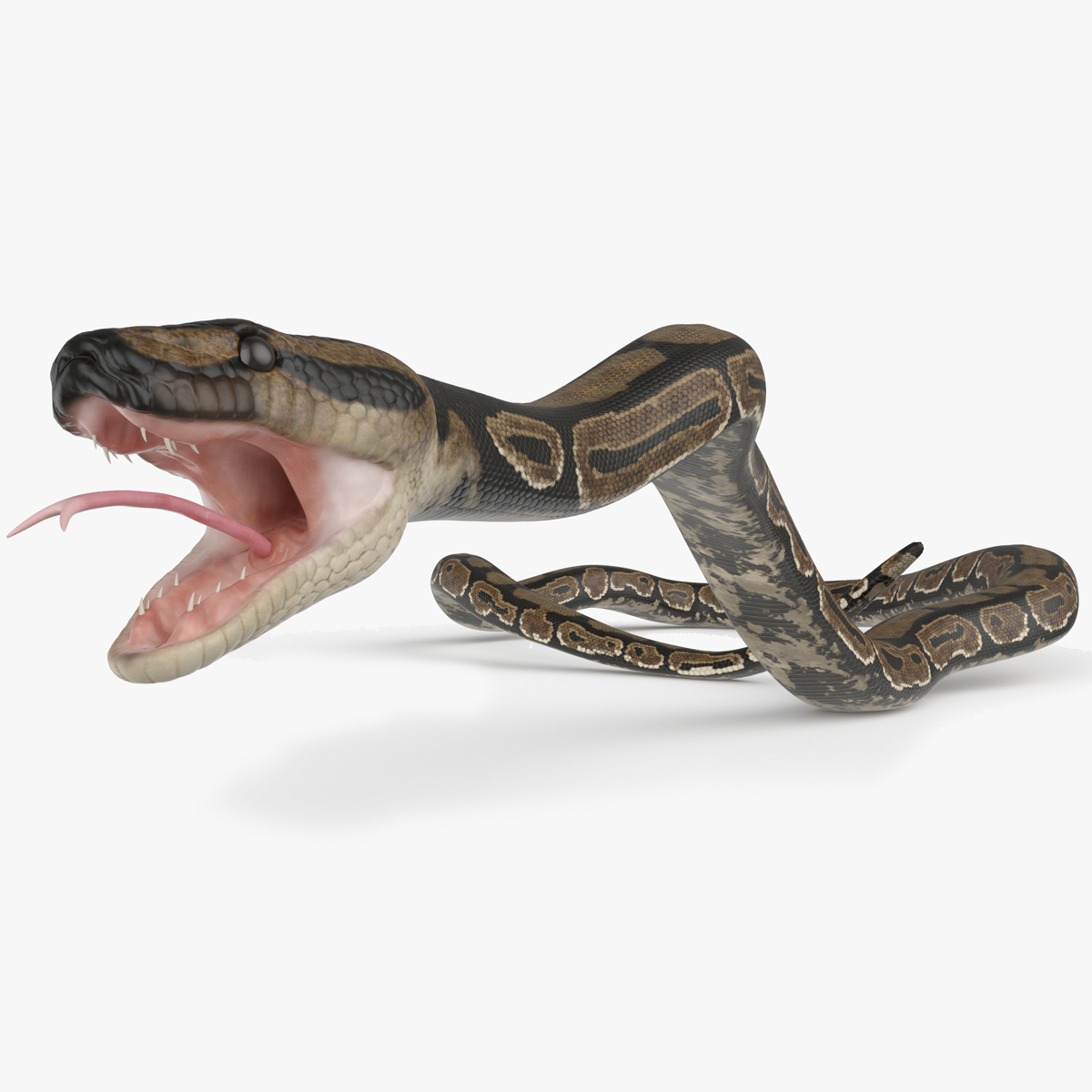 Brown Python Snake Rigged for Maya 3D model