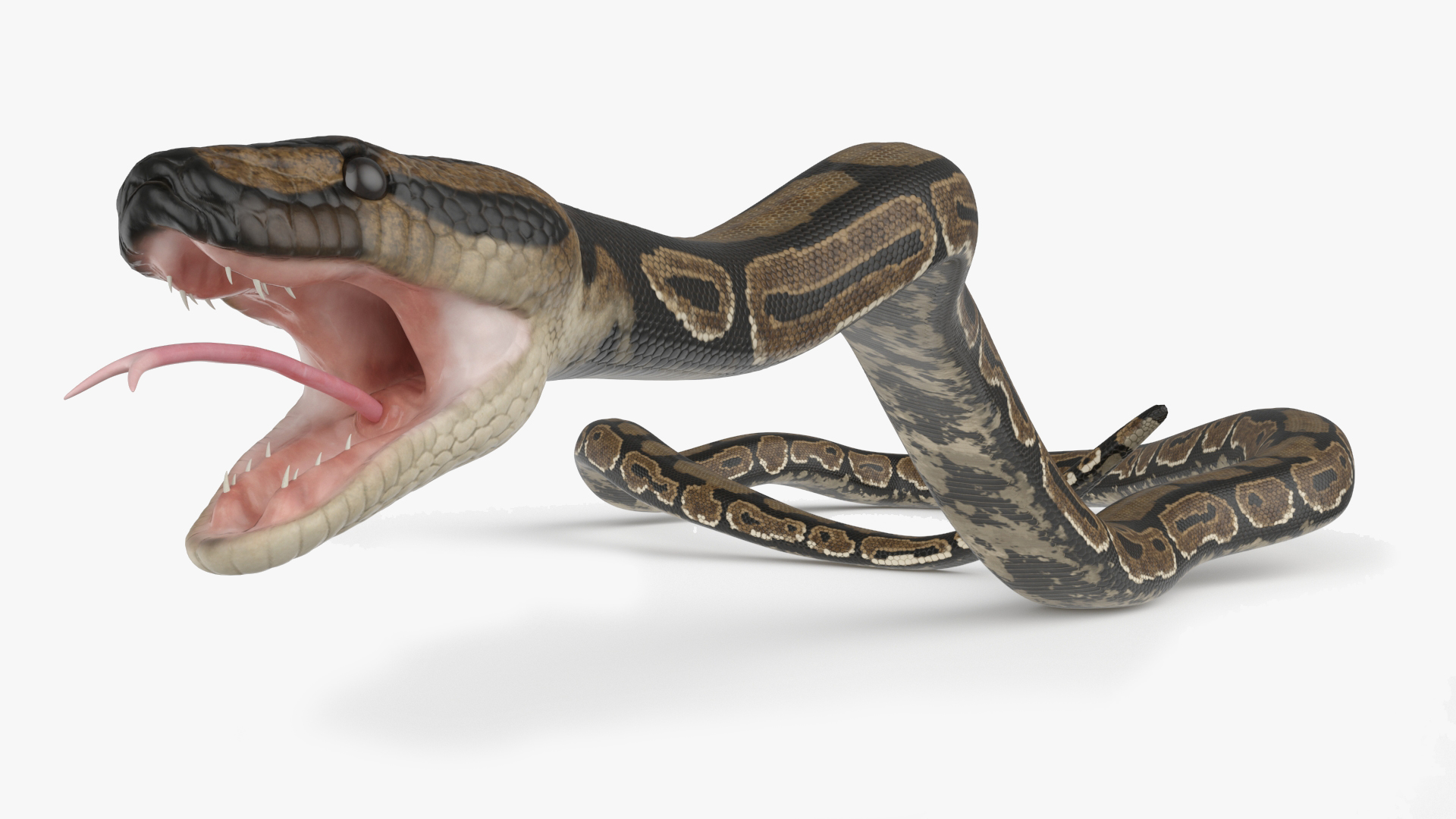Brown Python Snake Rigged for Maya 3D model