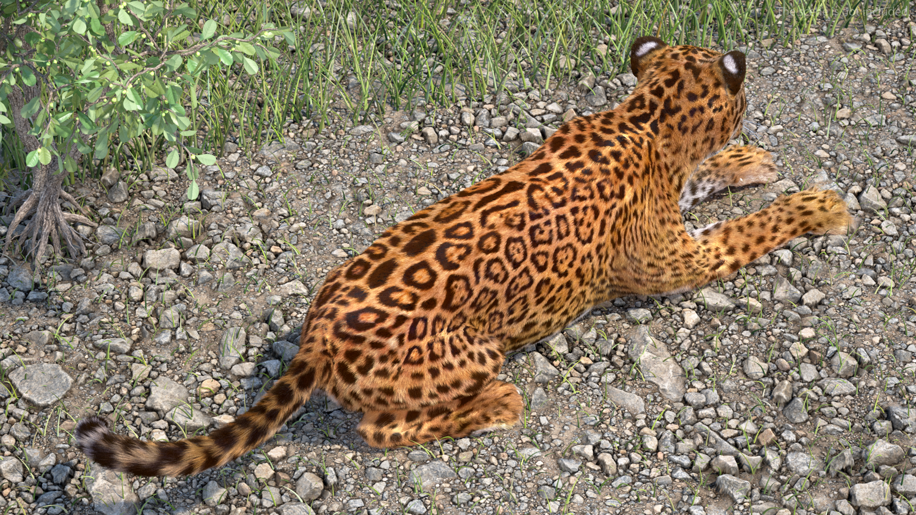 Jaguar Fur Rigged 3D