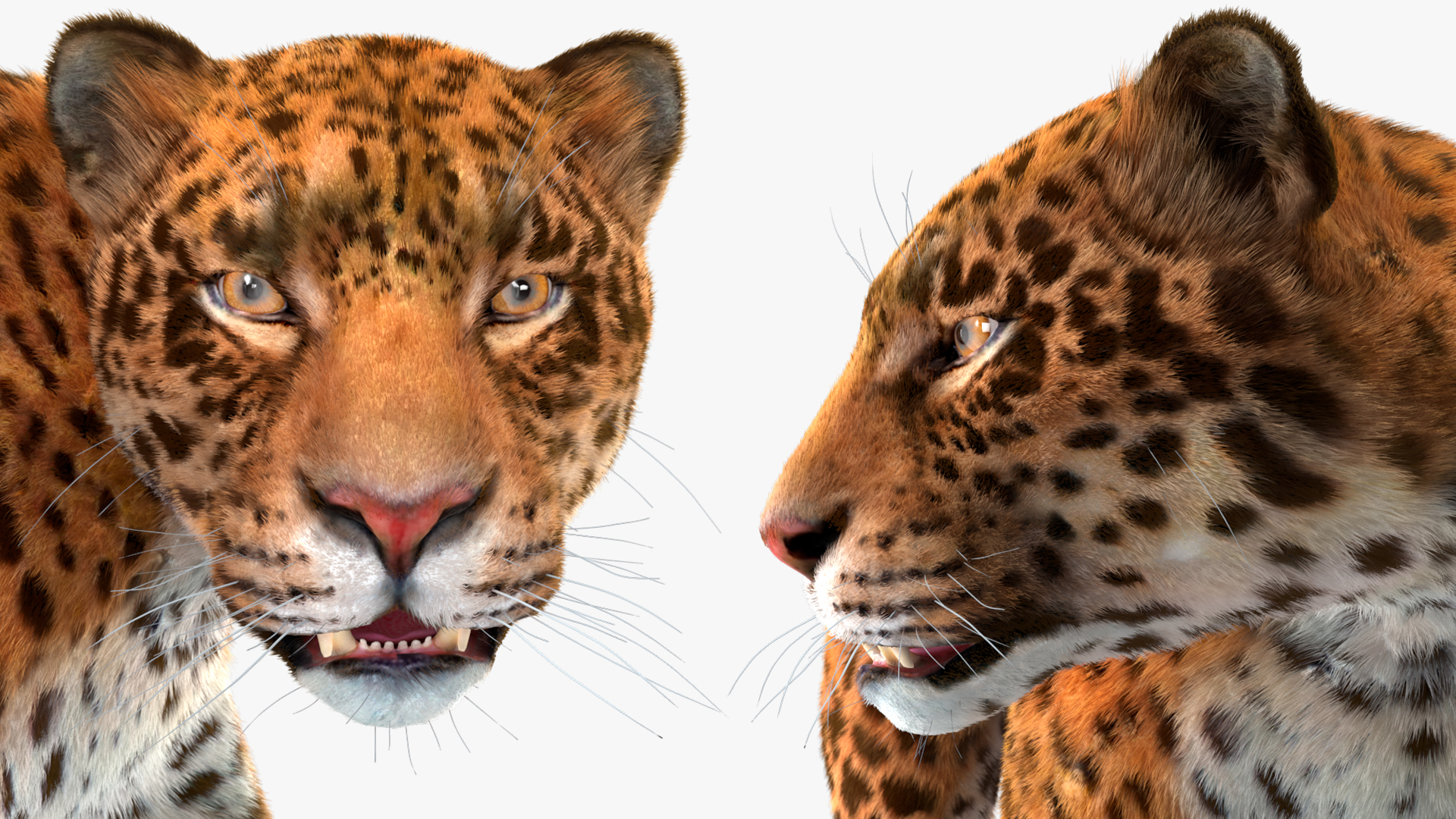 Jaguar Fur Rigged 3D