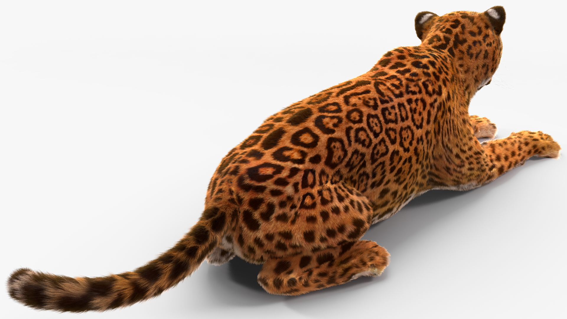 Jaguar Fur Rigged 3D