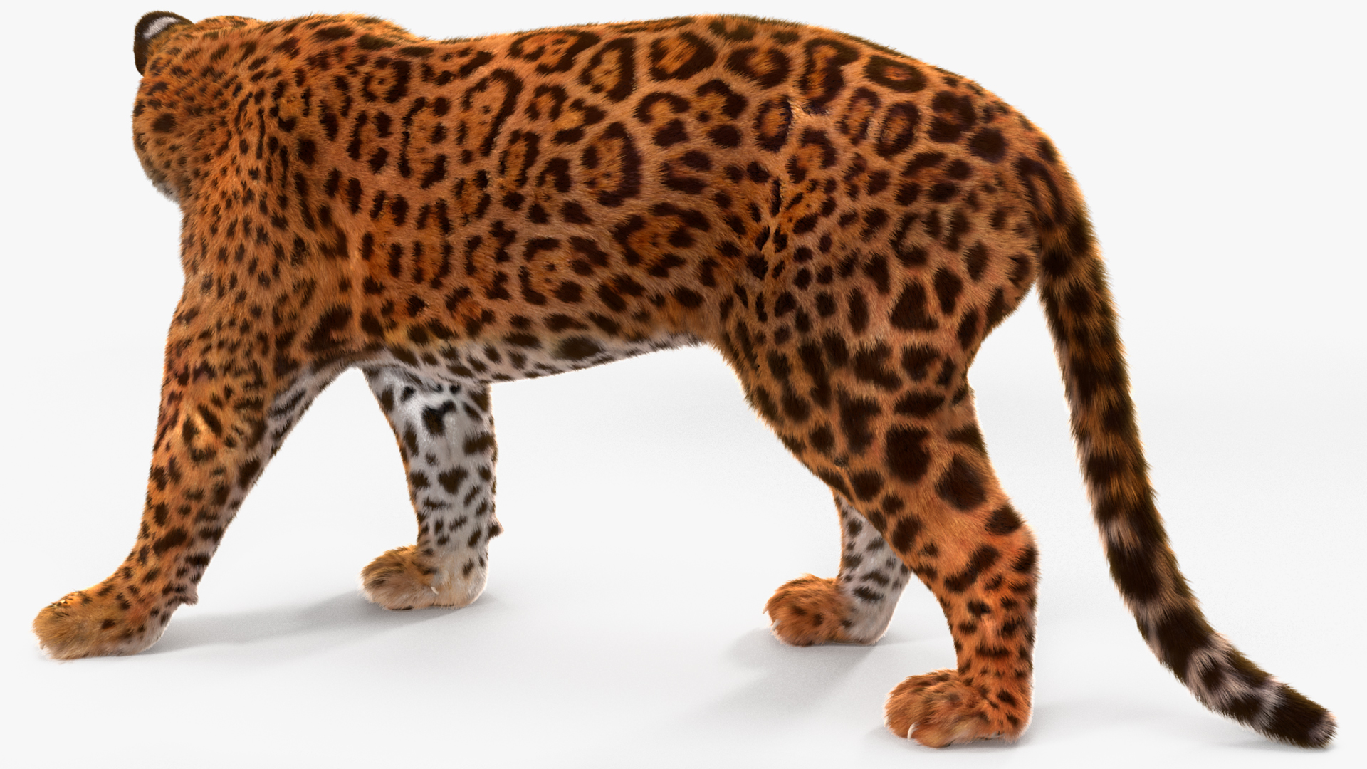 Jaguar Fur Rigged 3D