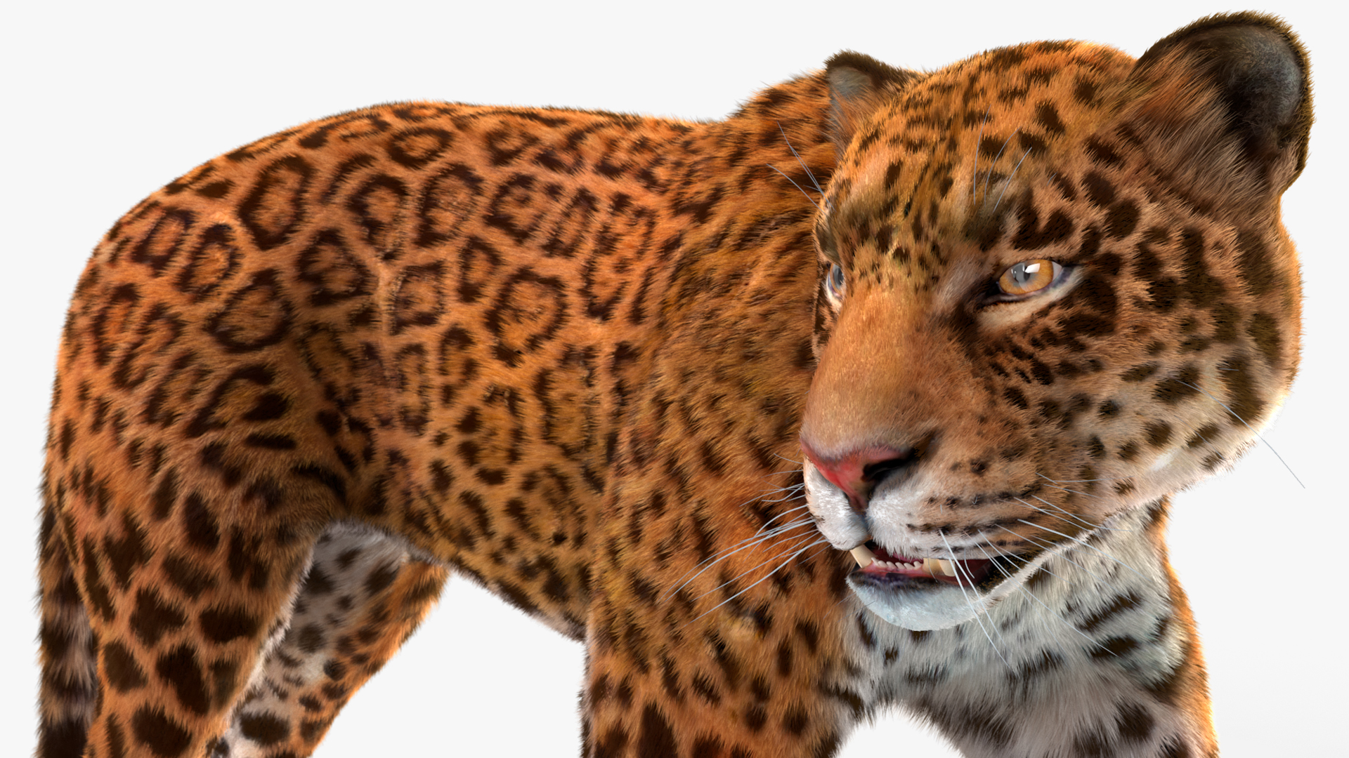 Jaguar Fur Rigged 3D
