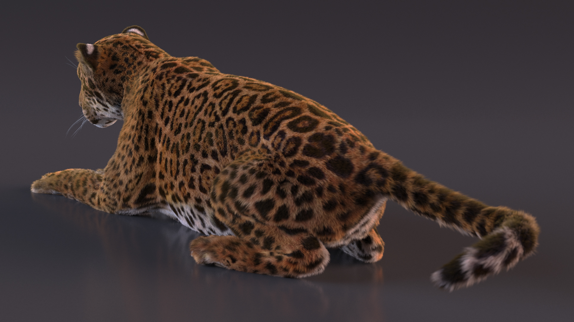 Jaguar Fur Rigged 3D