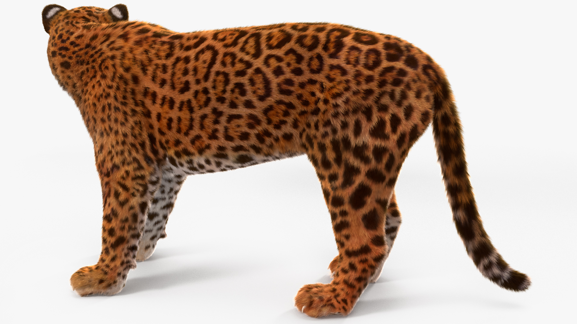 Jaguar Fur Rigged 3D