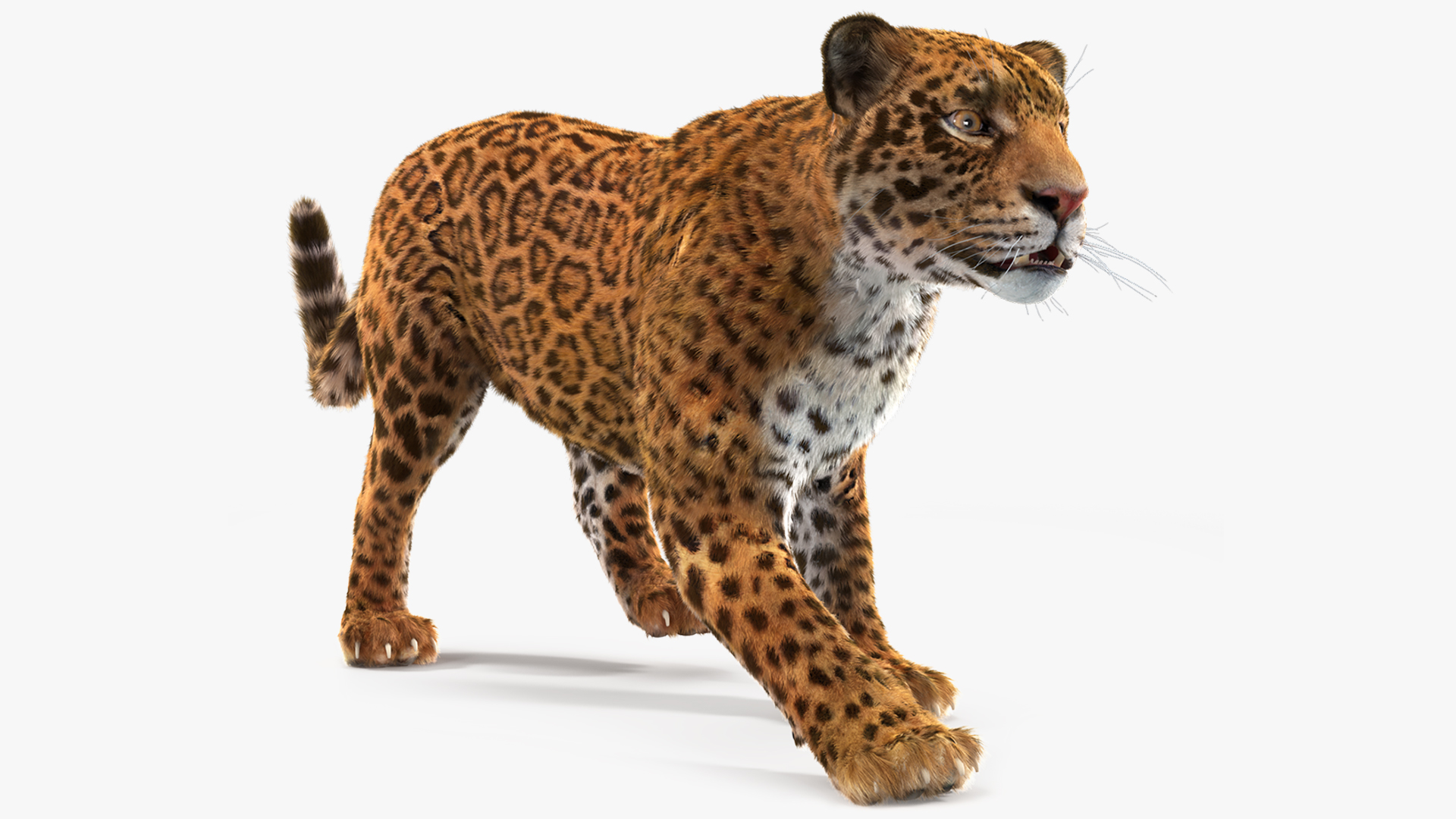 Jaguar Fur Rigged 3D