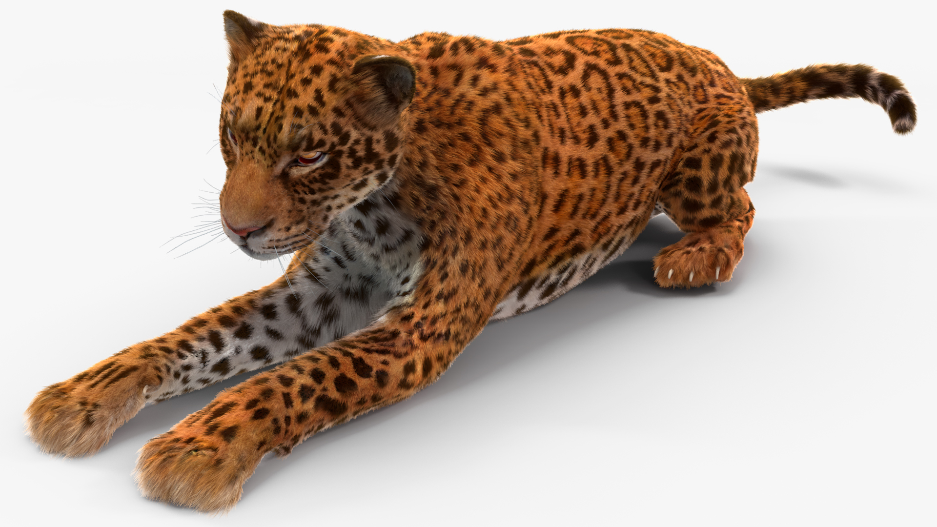Jaguar Fur Rigged 3D