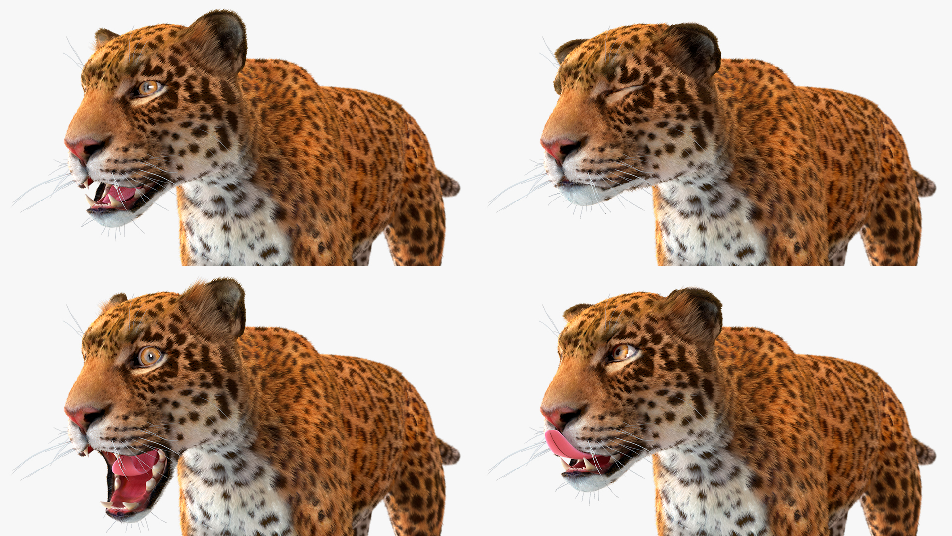 Jaguar Fur Rigged 3D
