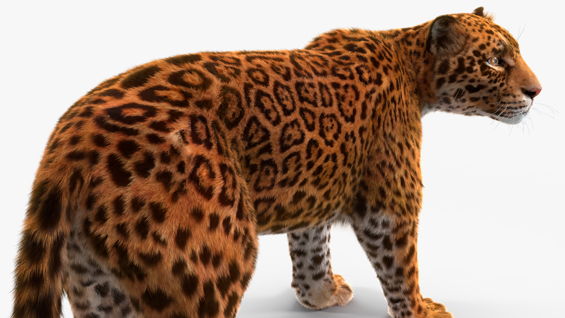 Jaguar Fur Rigged 3D