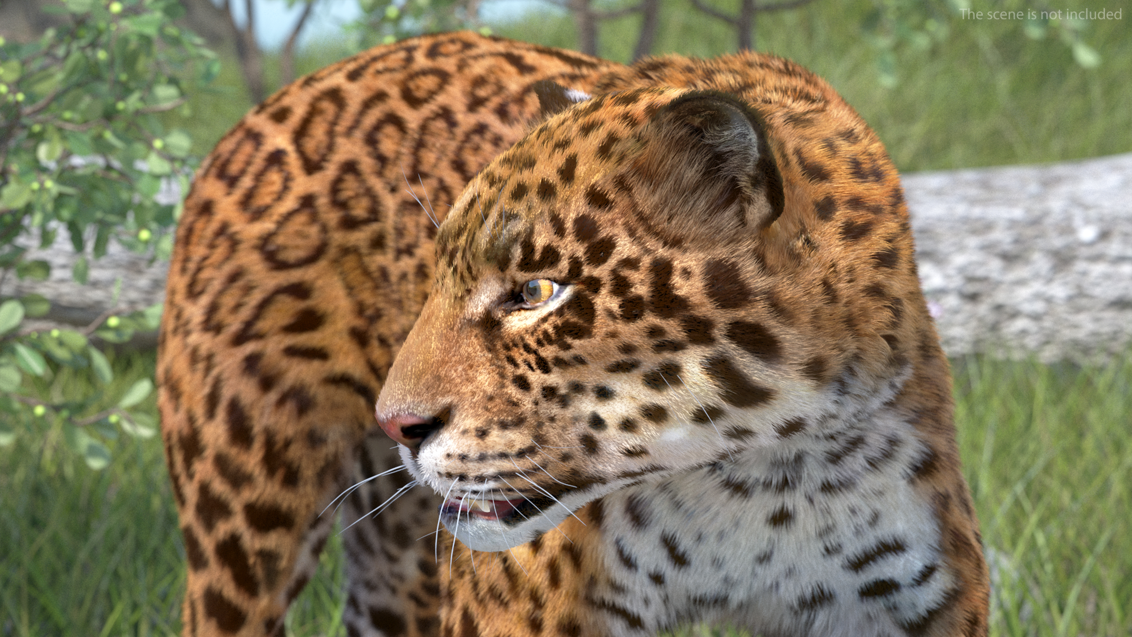 Jaguar Fur Rigged 3D