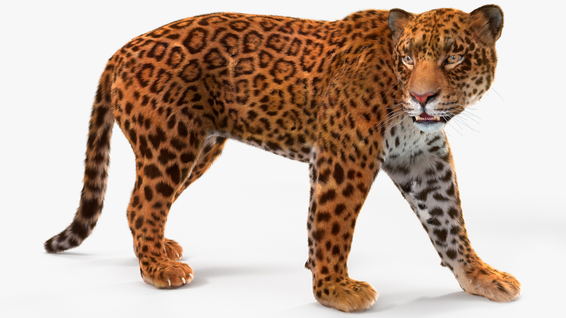 Jaguar Fur Rigged 3D