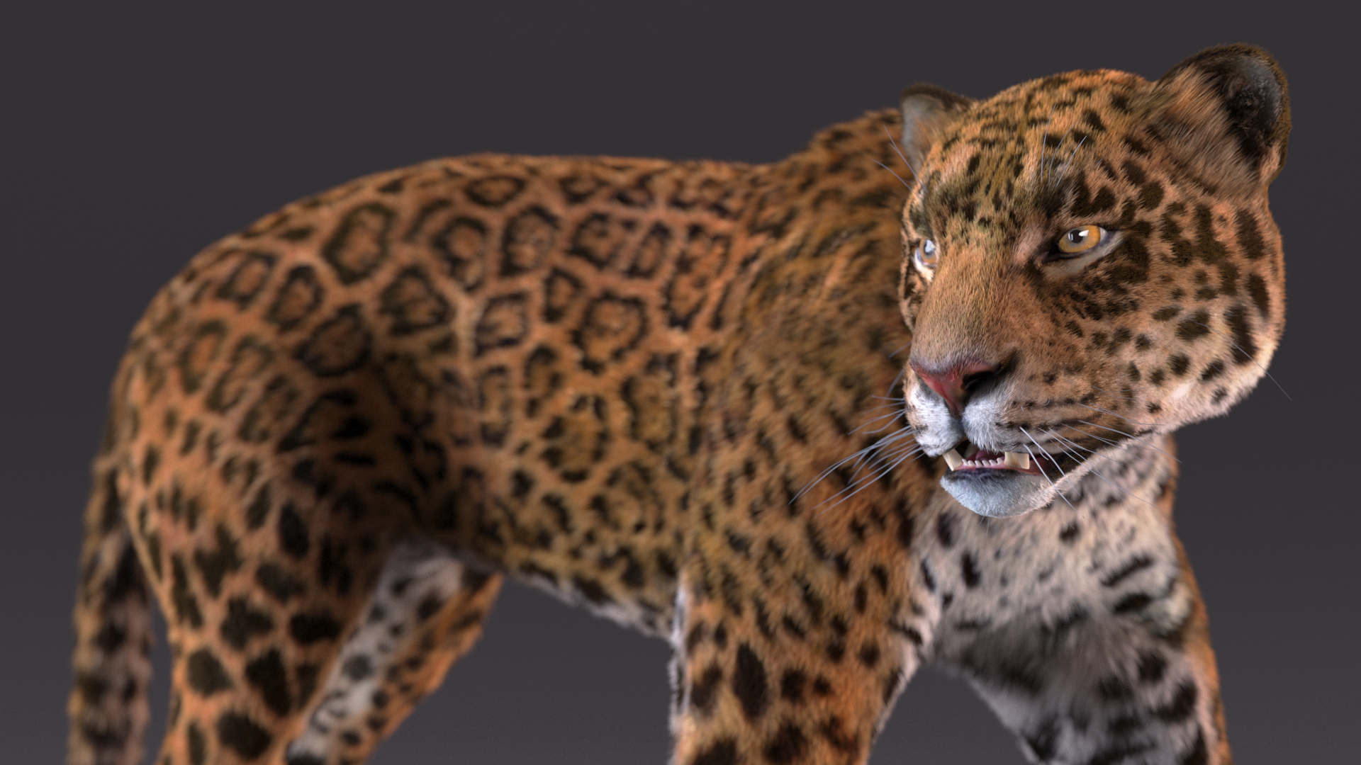 Jaguar Fur Rigged 3D
