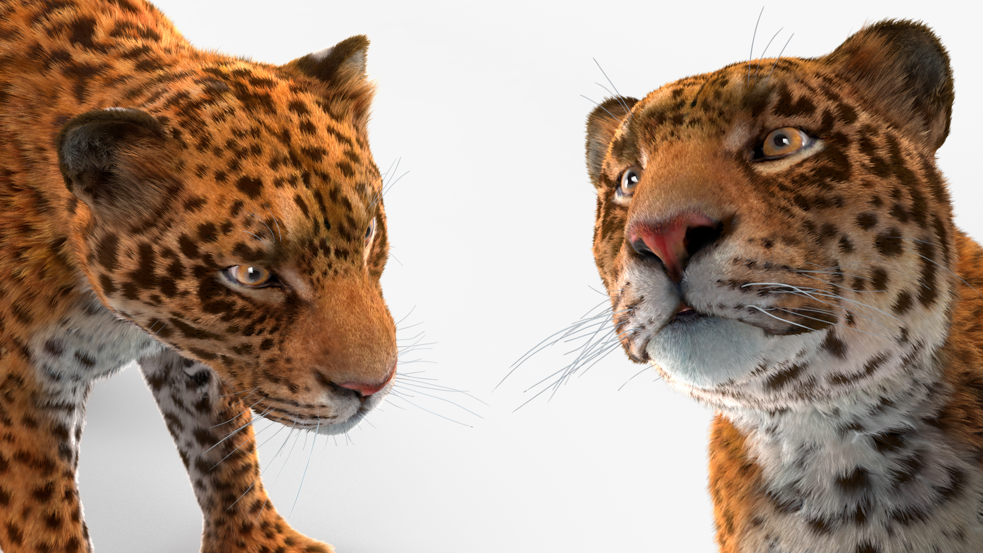 Jaguar Fur Rigged 3D