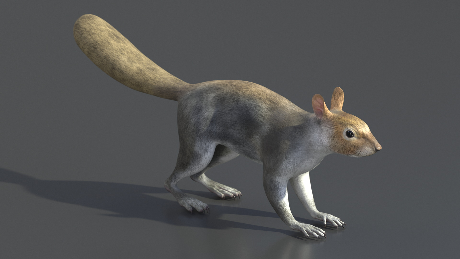 3D Gray Squirrel model