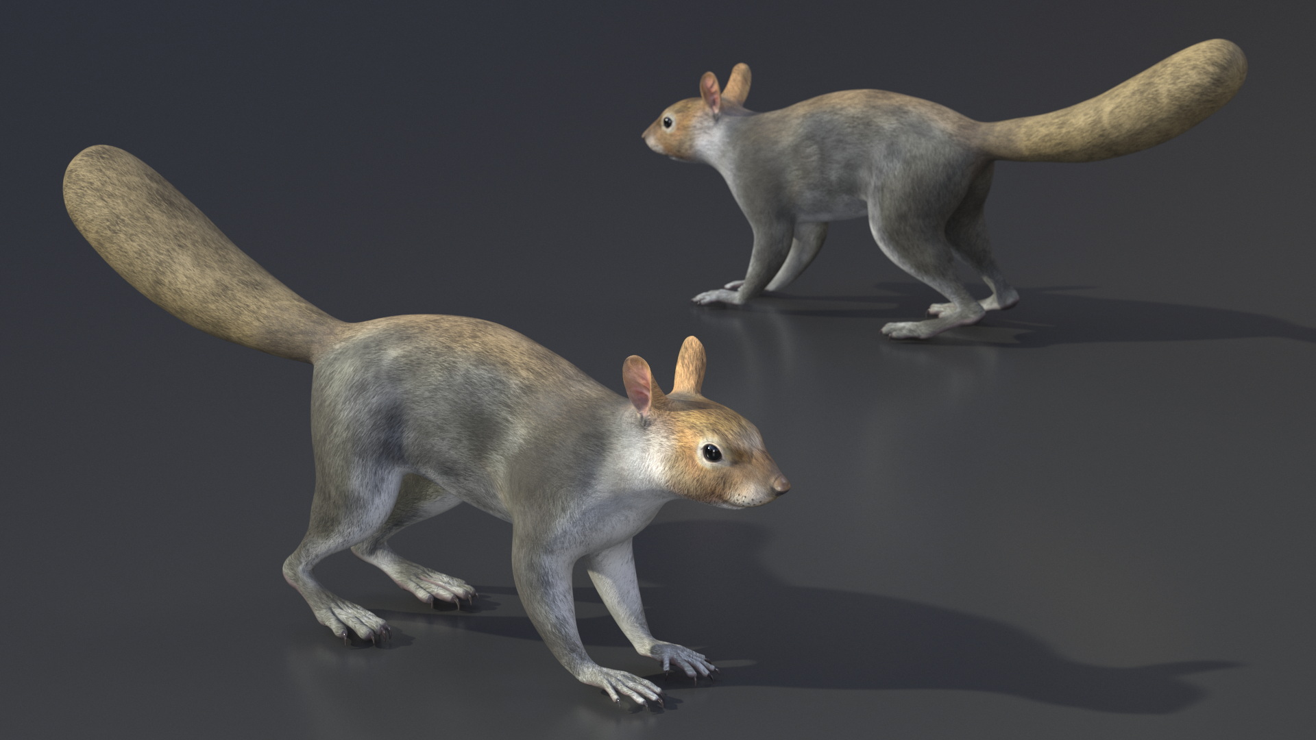 3D Gray Squirrel model