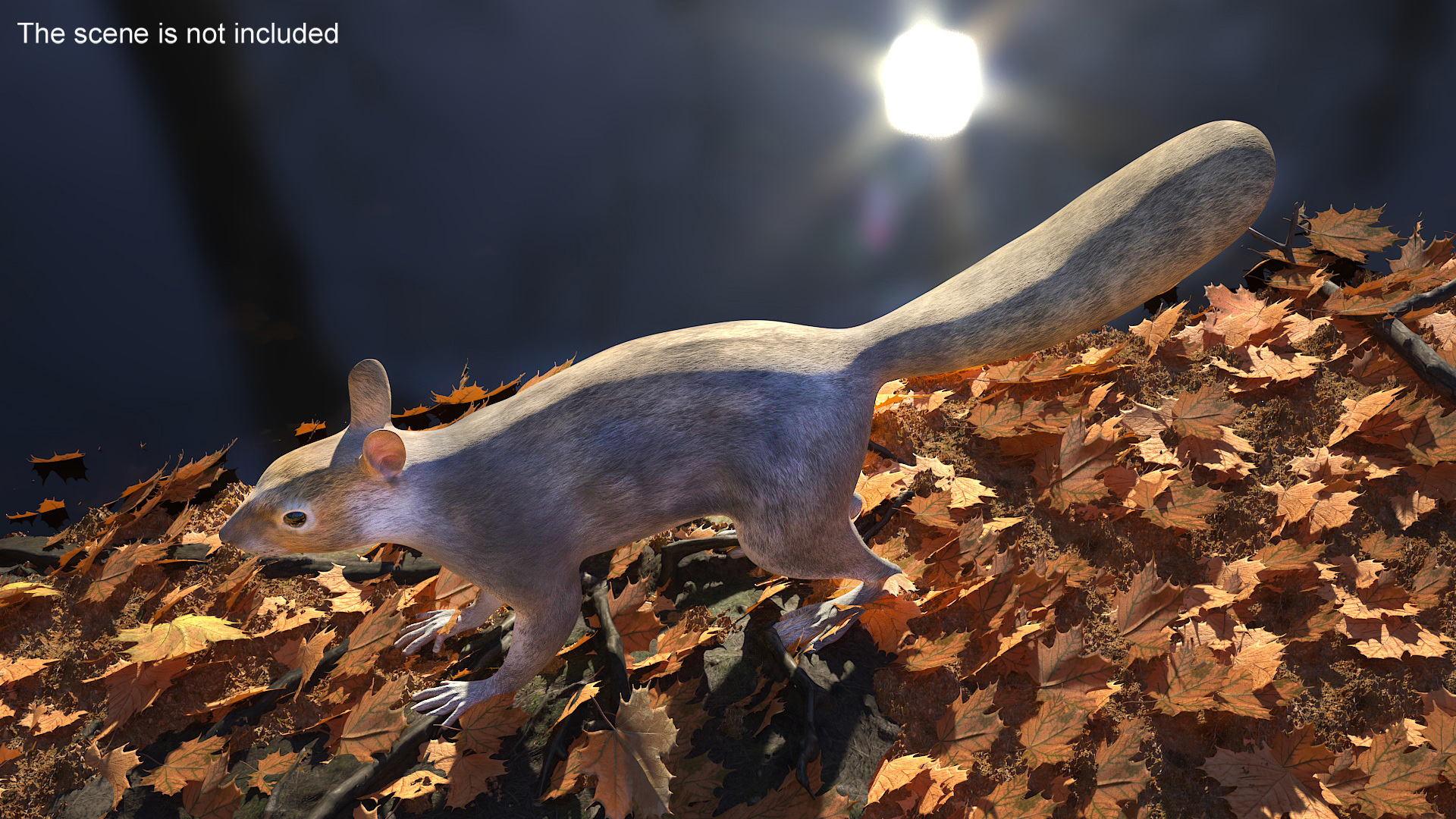3D Gray Squirrel model