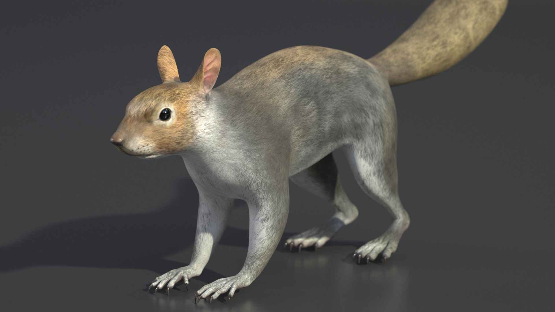 3D Gray Squirrel model