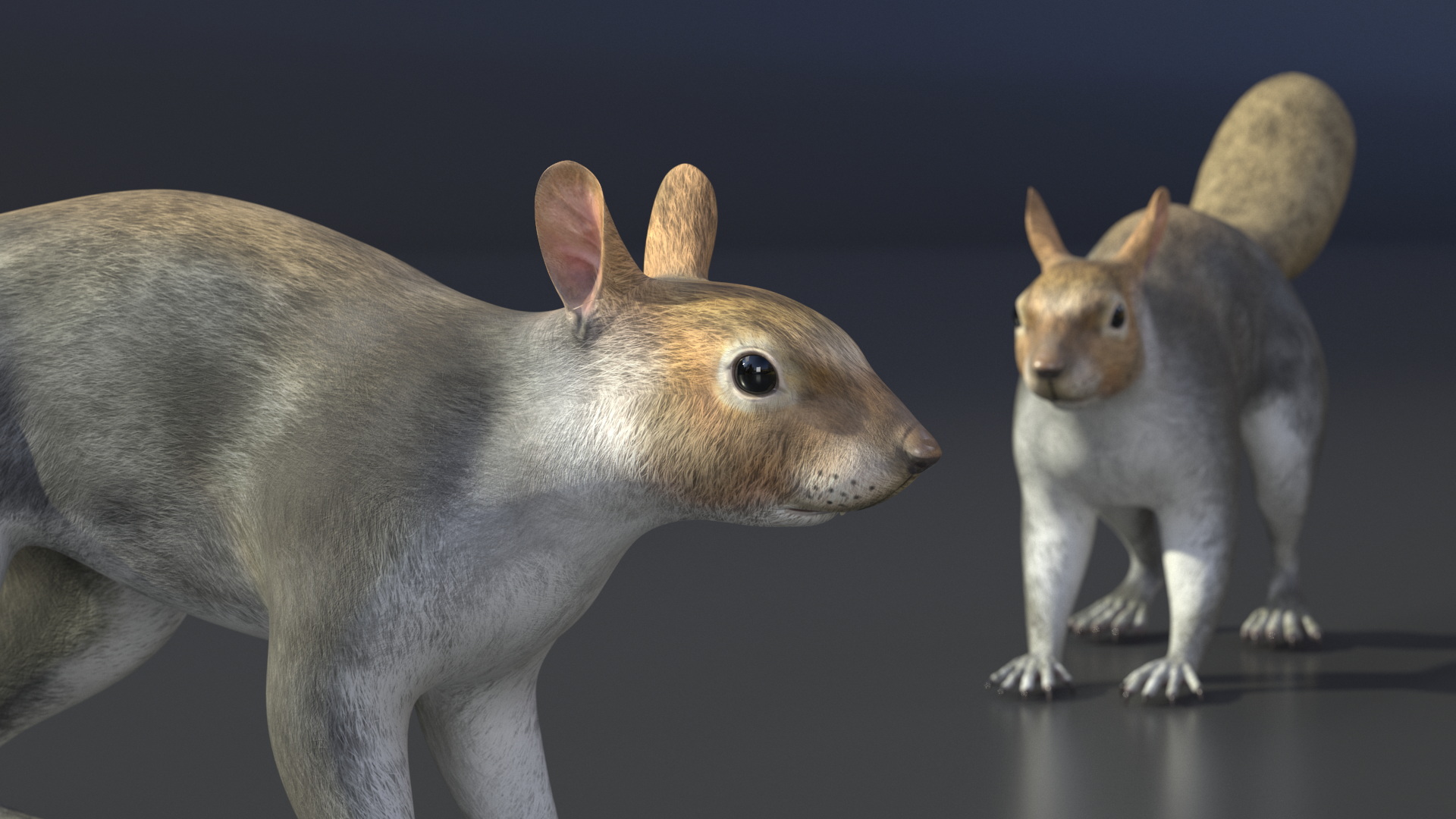 3D Gray Squirrel model