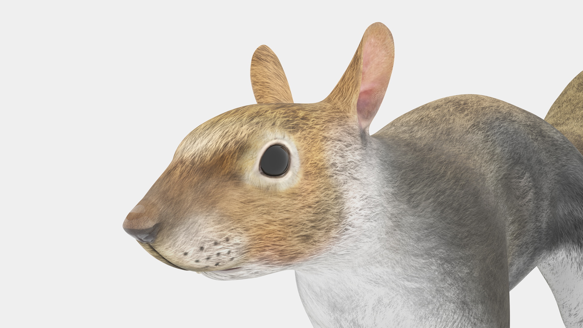 3D Gray Squirrel model