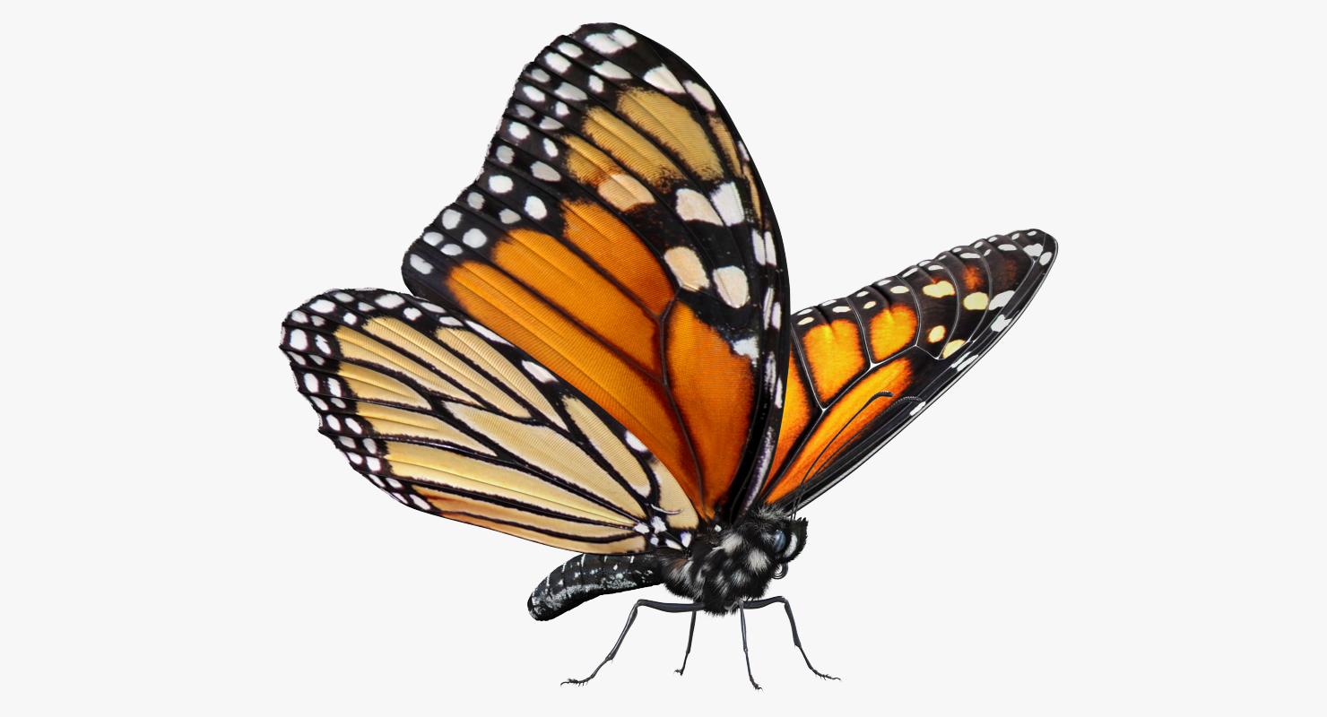 3D Monarch Butterfly with Fur Rigged model