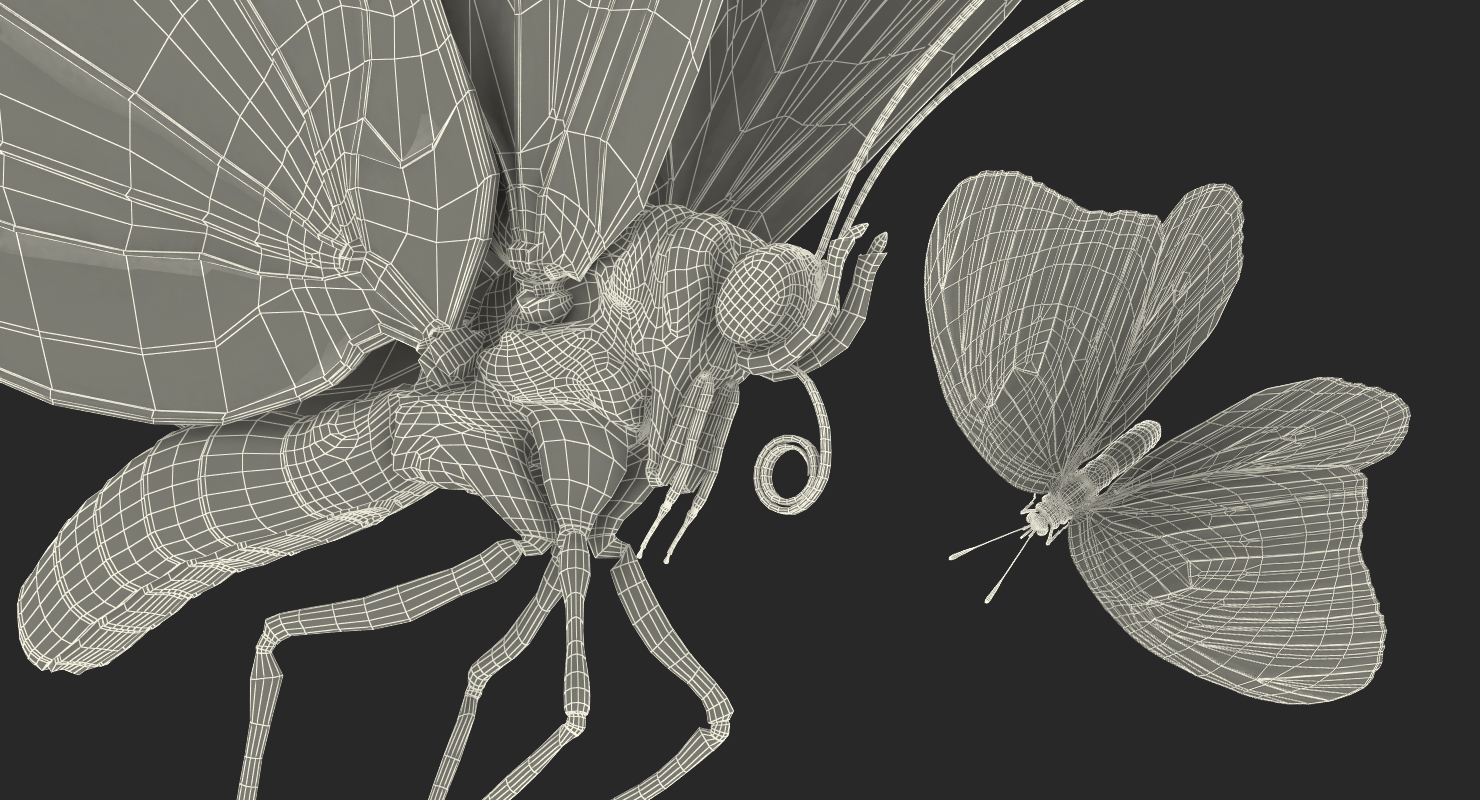 3D Monarch Butterfly with Fur Rigged model
