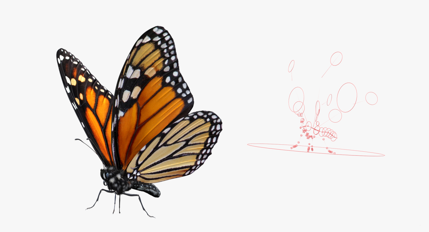 3D Monarch Butterfly with Fur Rigged model