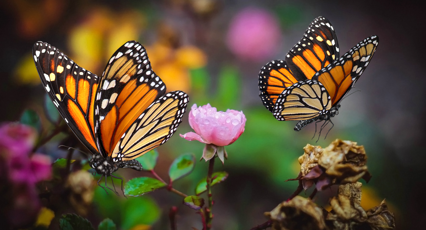 3D Monarch Butterfly with Fur Rigged model