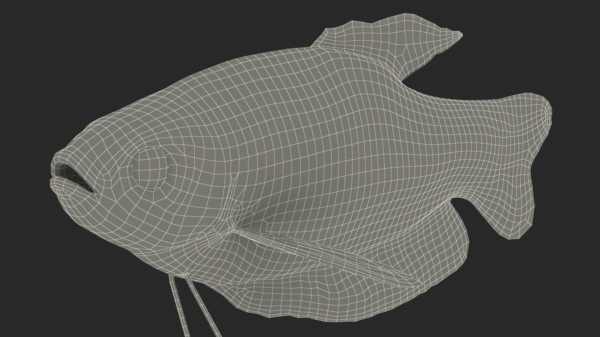 3D model Marbled Gourami Fish
