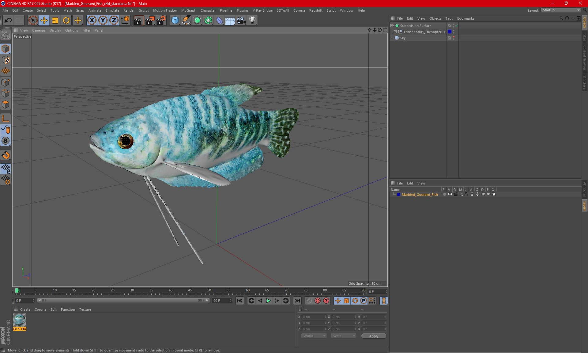 3D model Marbled Gourami Fish